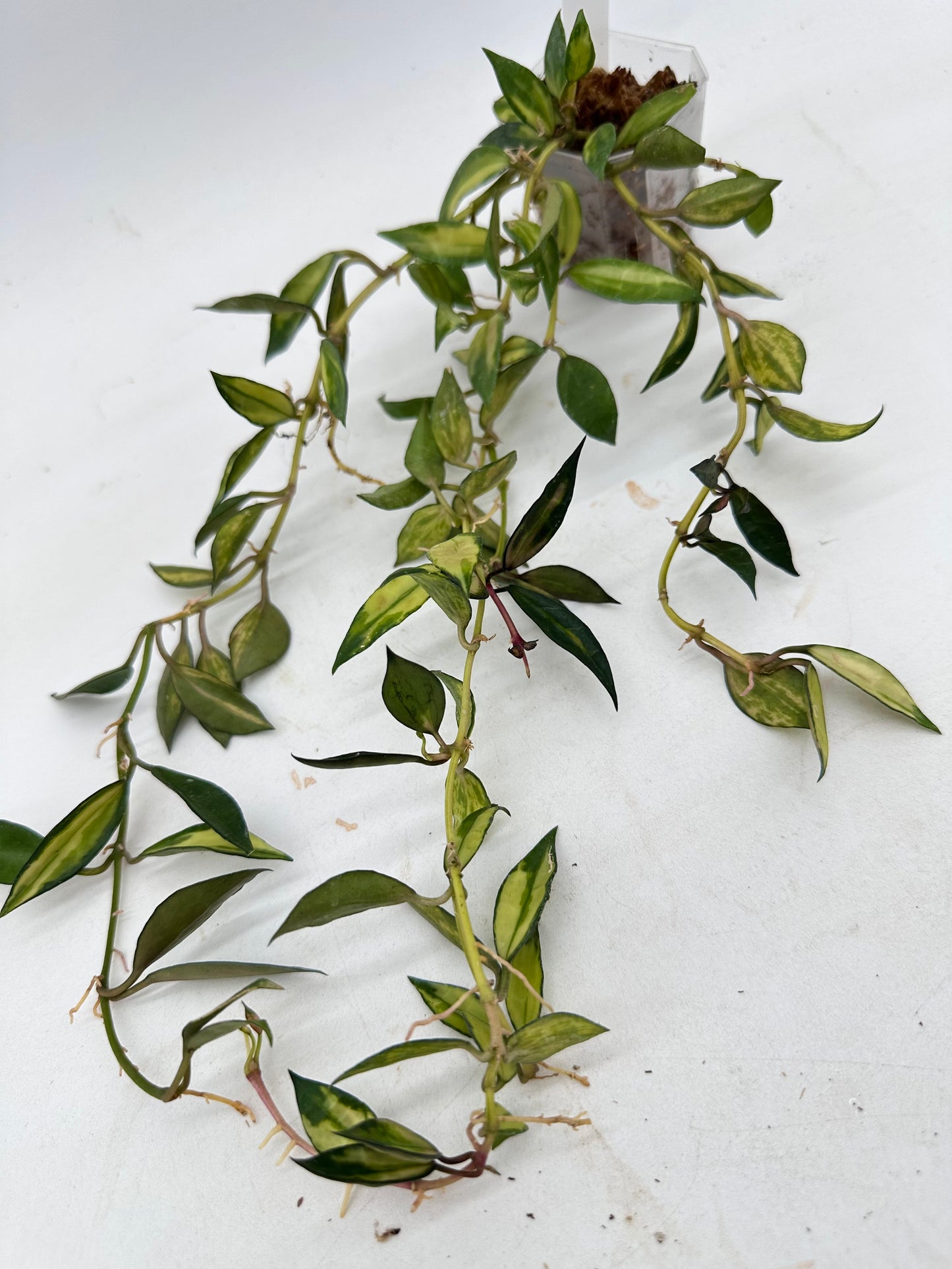 Hoya Lacunosa Variegated