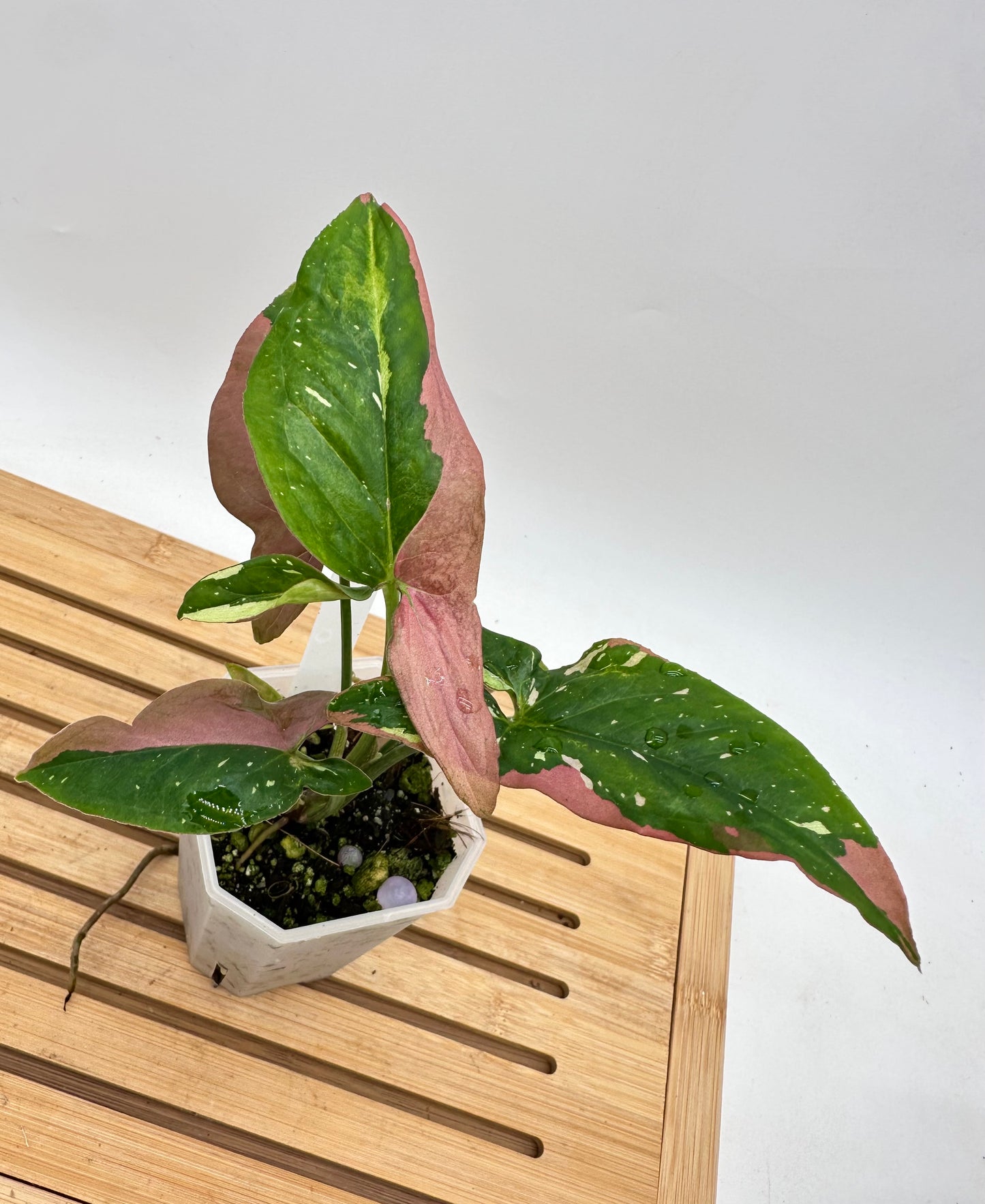 Syngonium Redspot Tri-Color Variegated 012
