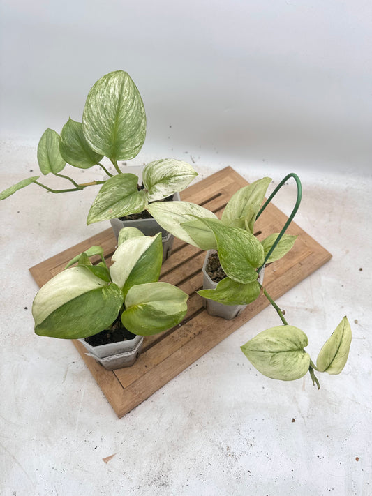 Combo Sale - Scindapsus Treubii Variegated Varieties