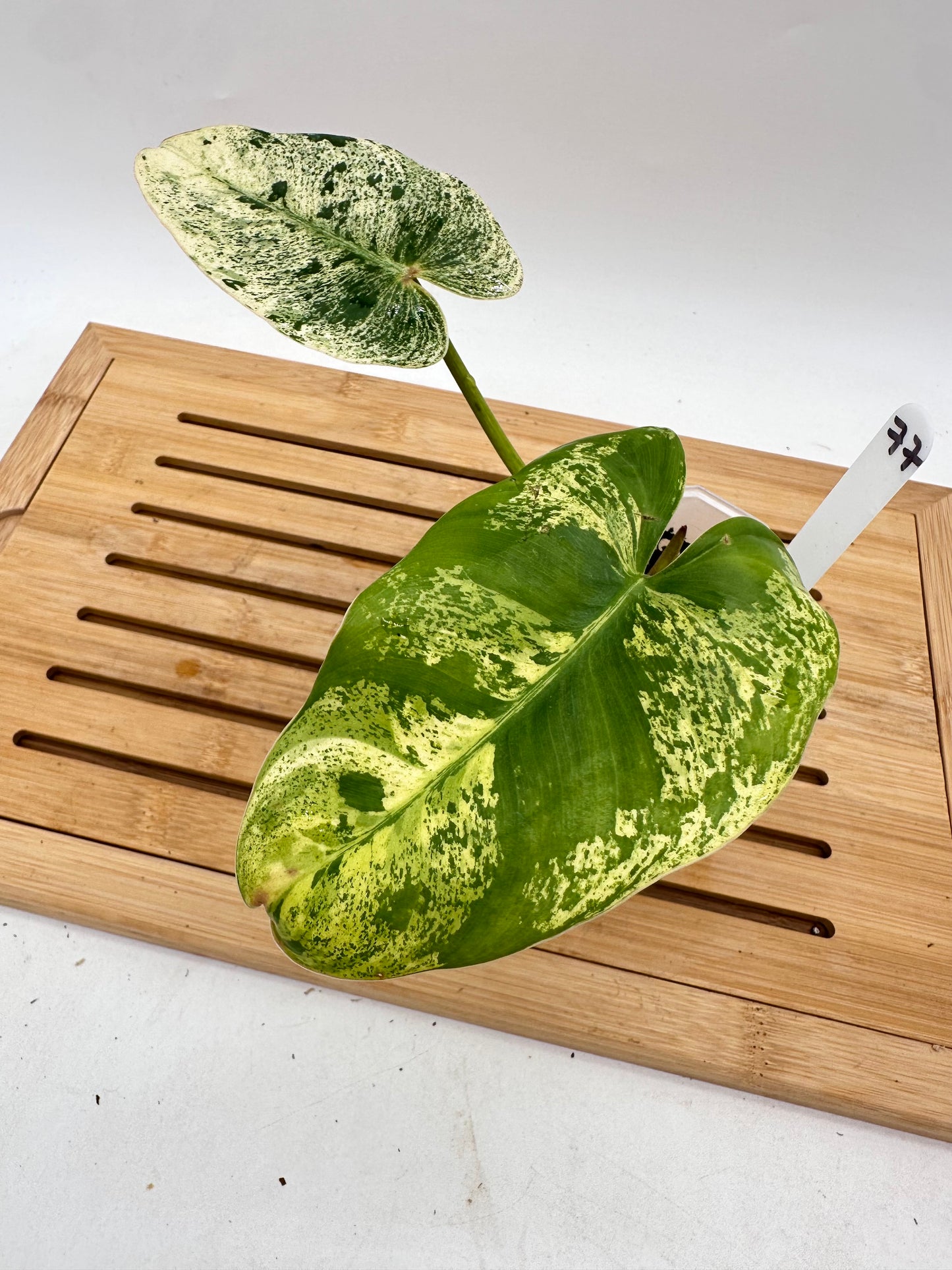 Philodendron Ilsemanii