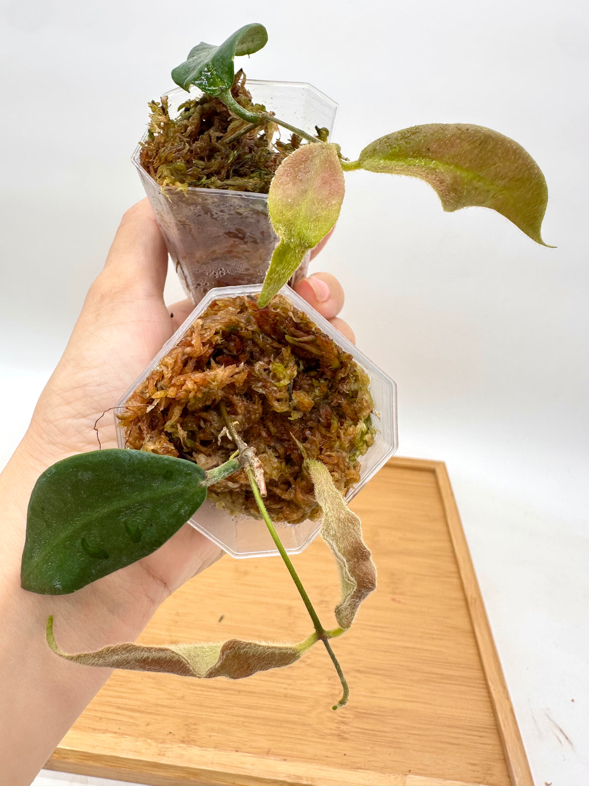 Hoya Patella White