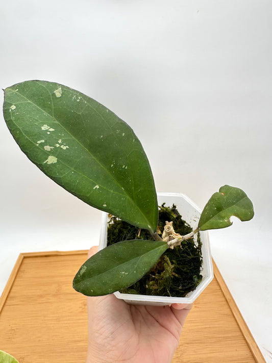 Hoya Nervosa x Joy - Rare Find