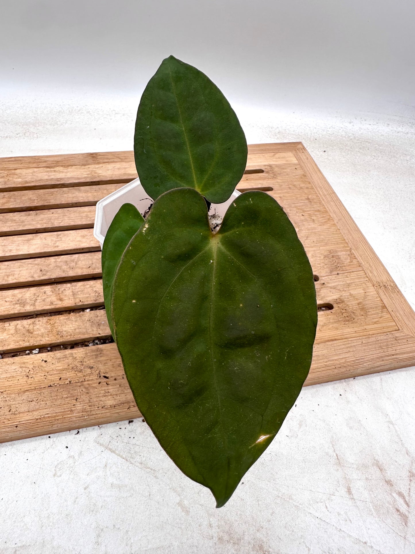 Anthurium Dark Phoenix X Blue Papillilaminum