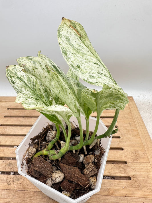 Scindapsus Treubii Marble White Variegated - Clearance Sale 💚