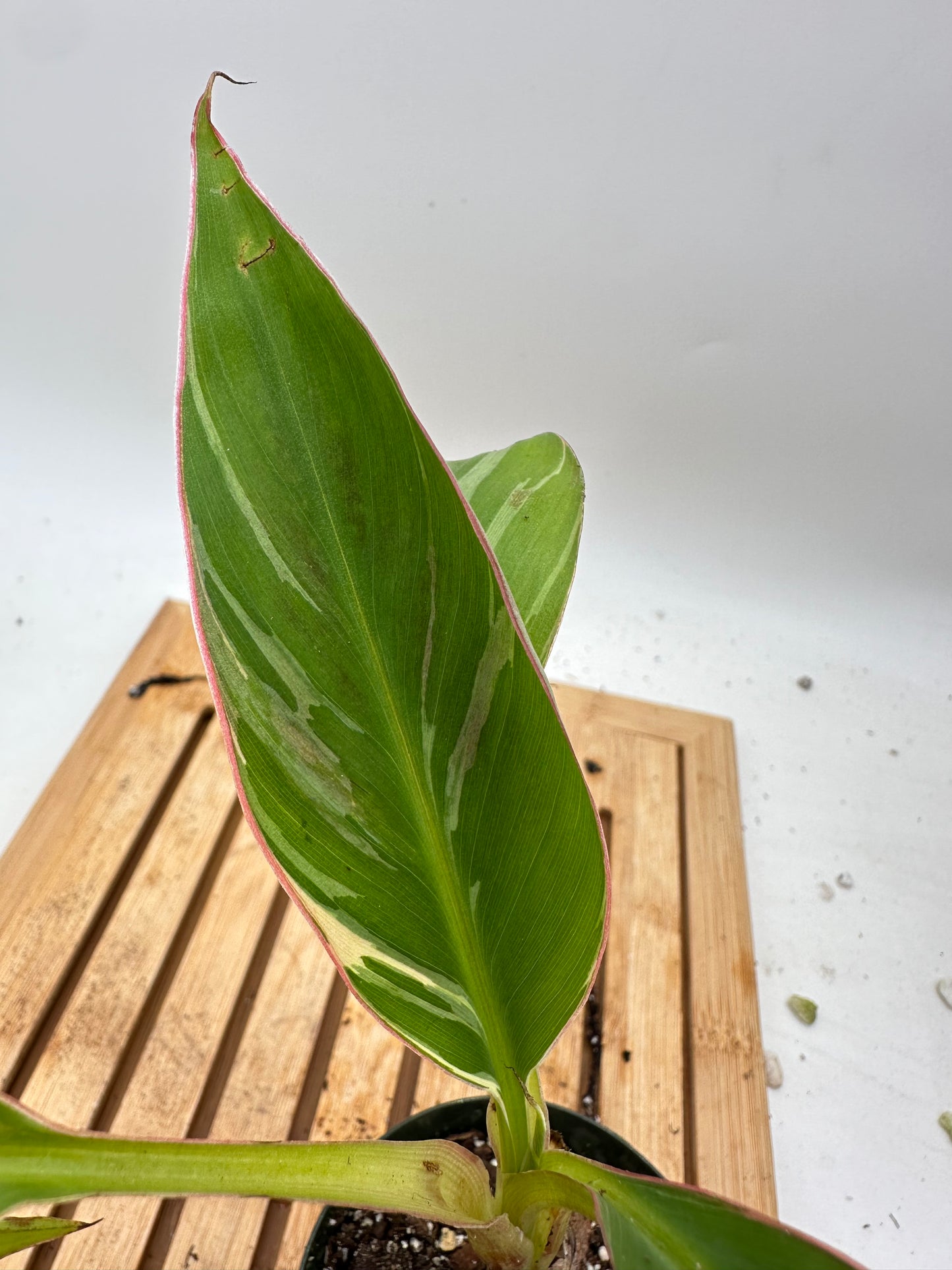 Musa Banana Nono (Pink Variegated)