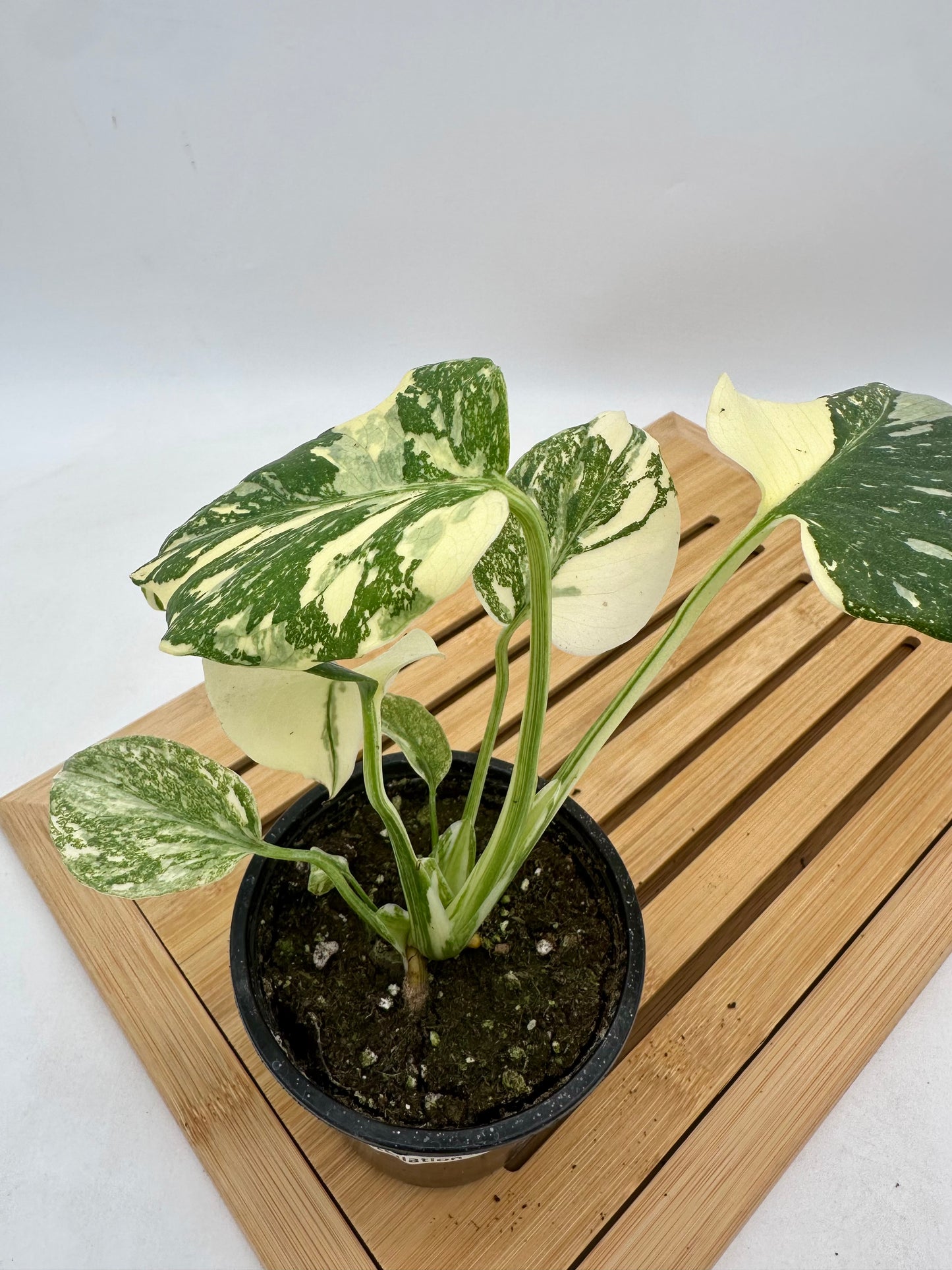 Monstera Thai Constellation - Snow White Pattern