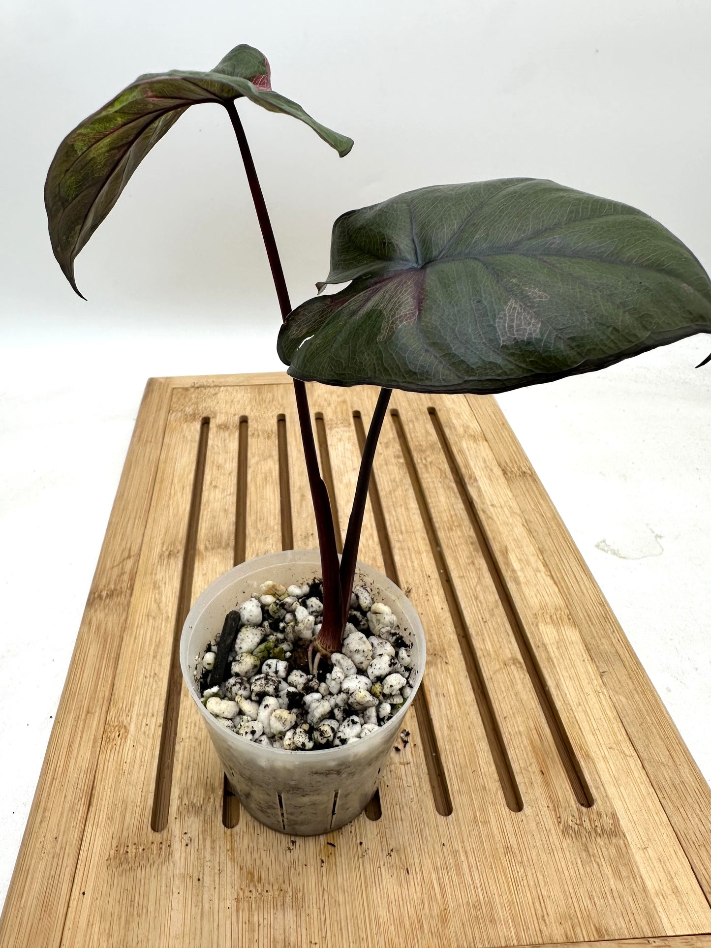 Alocasia Serendipity Variegated