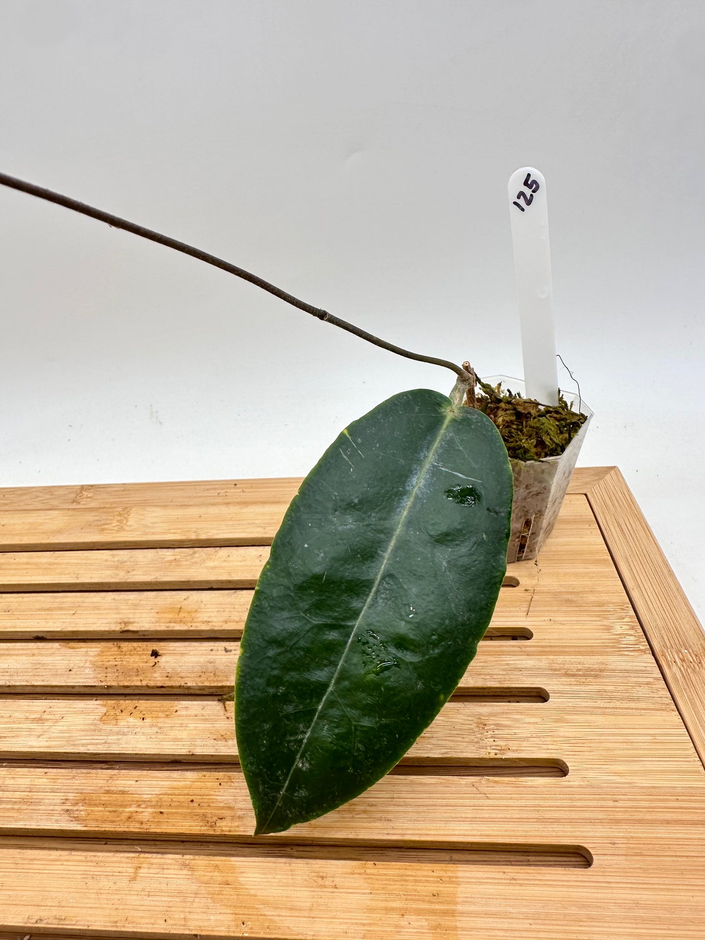 Hoya Versteegii - Long Vine