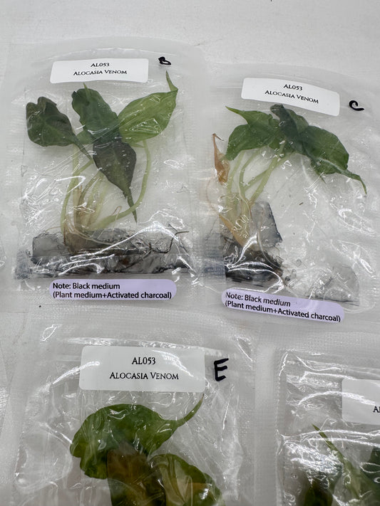 Tissue Culture - Alocasia Venom