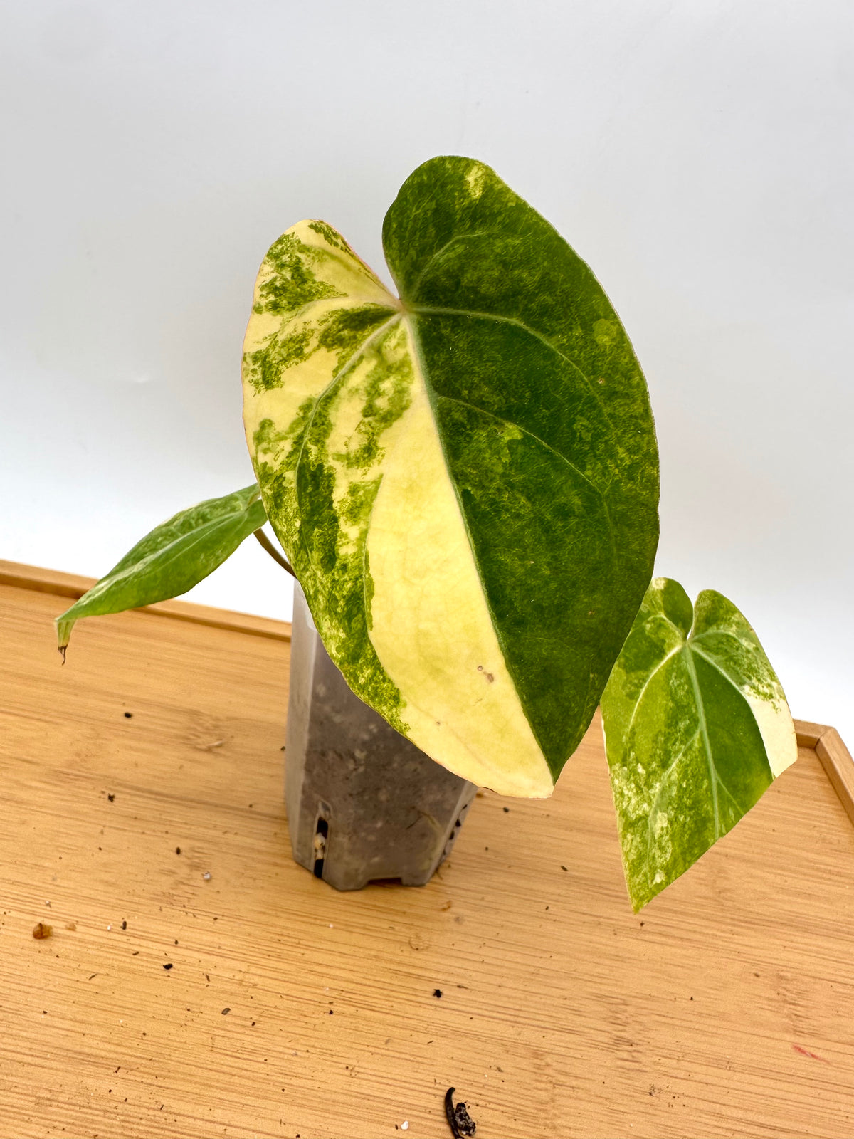 Anthurium Papillilaminum Variegated