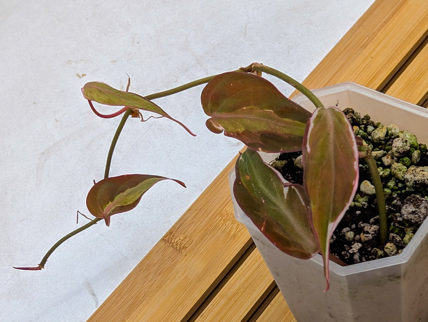 Philodendron Micans Halo Variegated