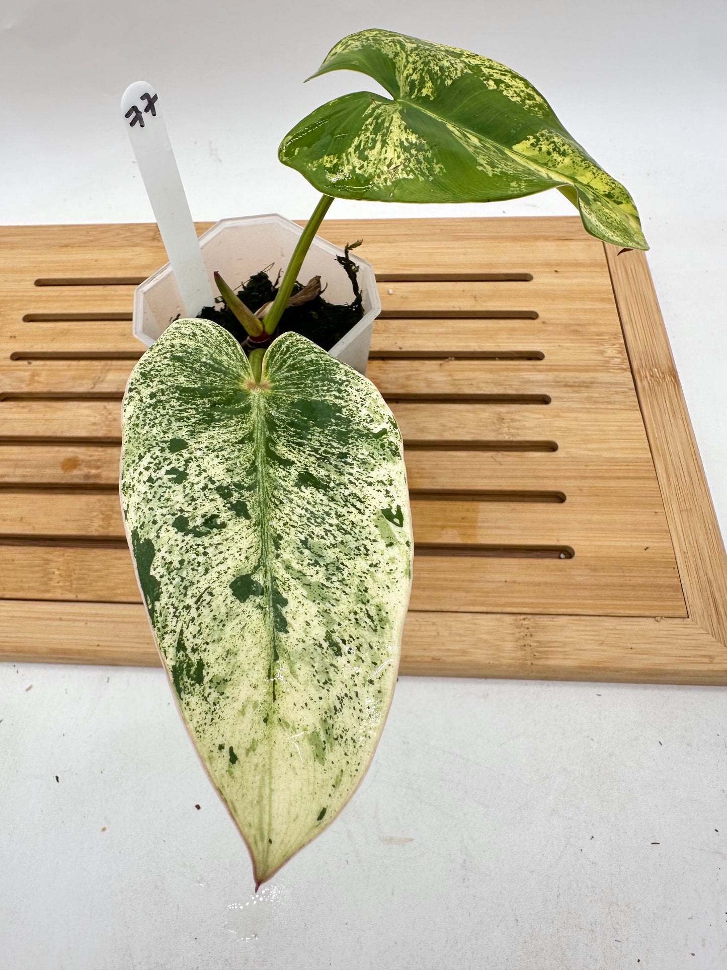 Philodendron Ilsemanii