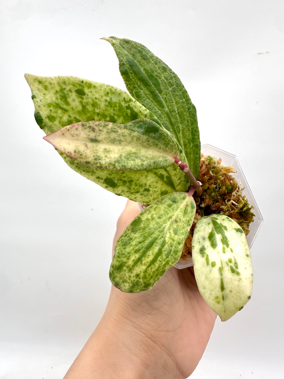 Hoya Crocodile B
