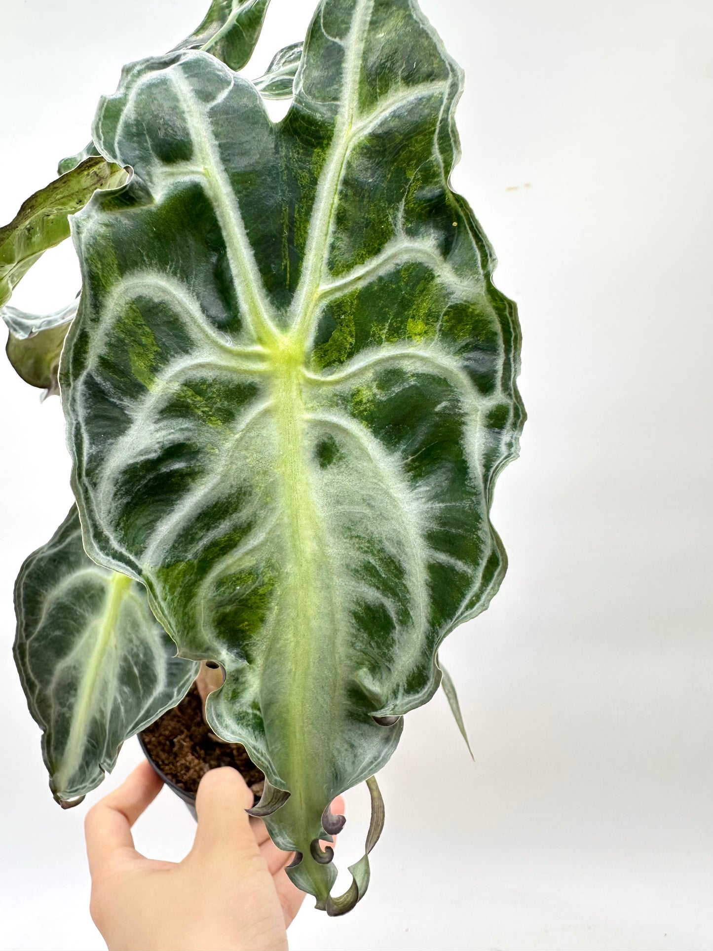Alocasia Venom Variegated CORM