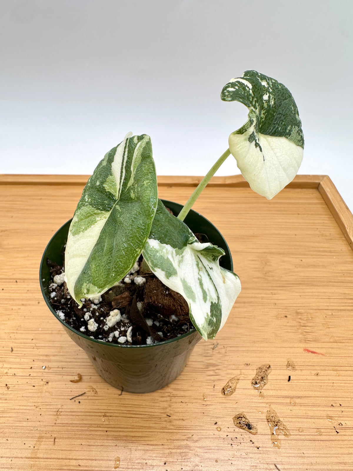 Alocasia Melo Albo Variegated