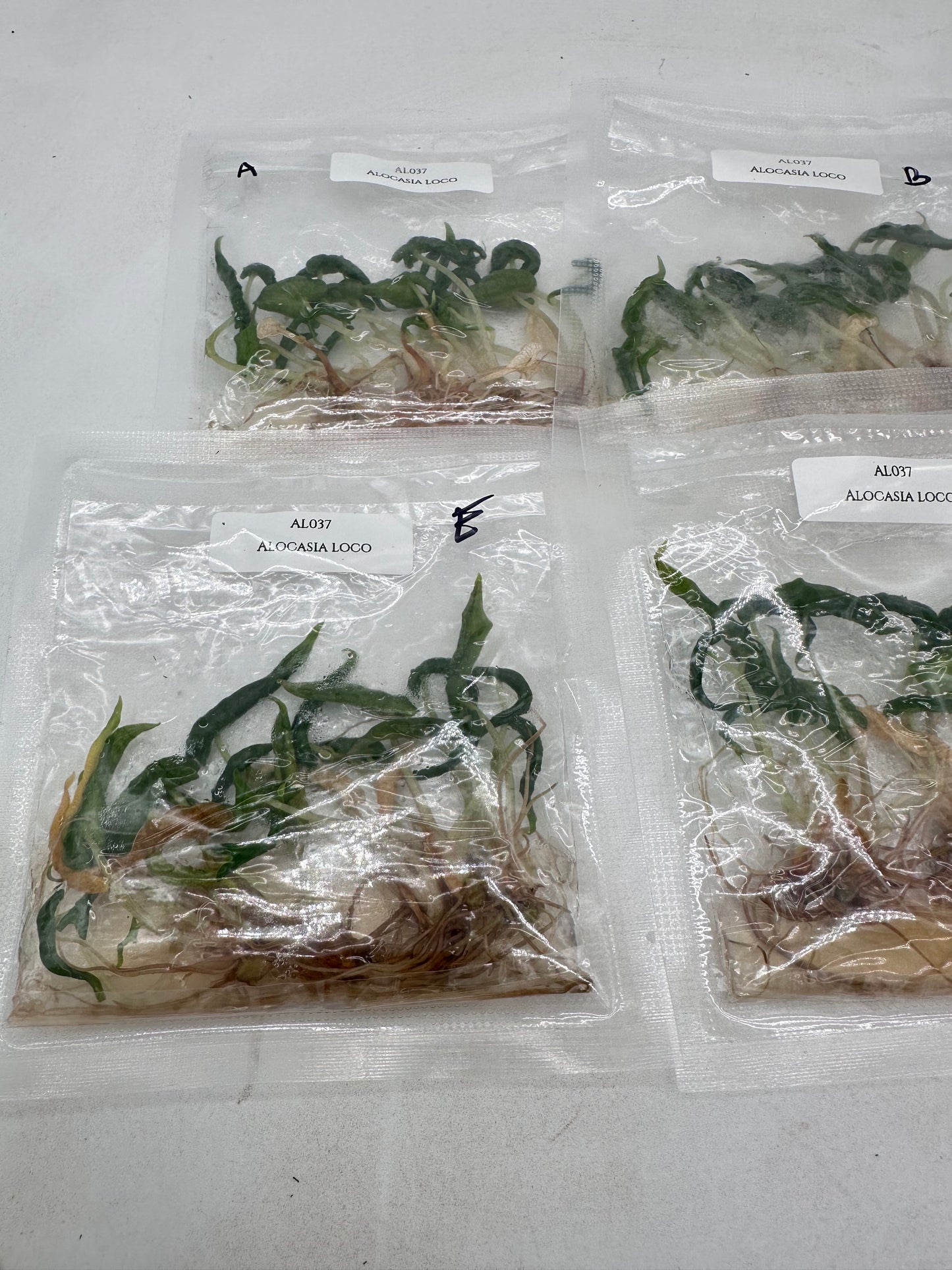 Tissue Culture - Alocasia Loco - Bag of 5