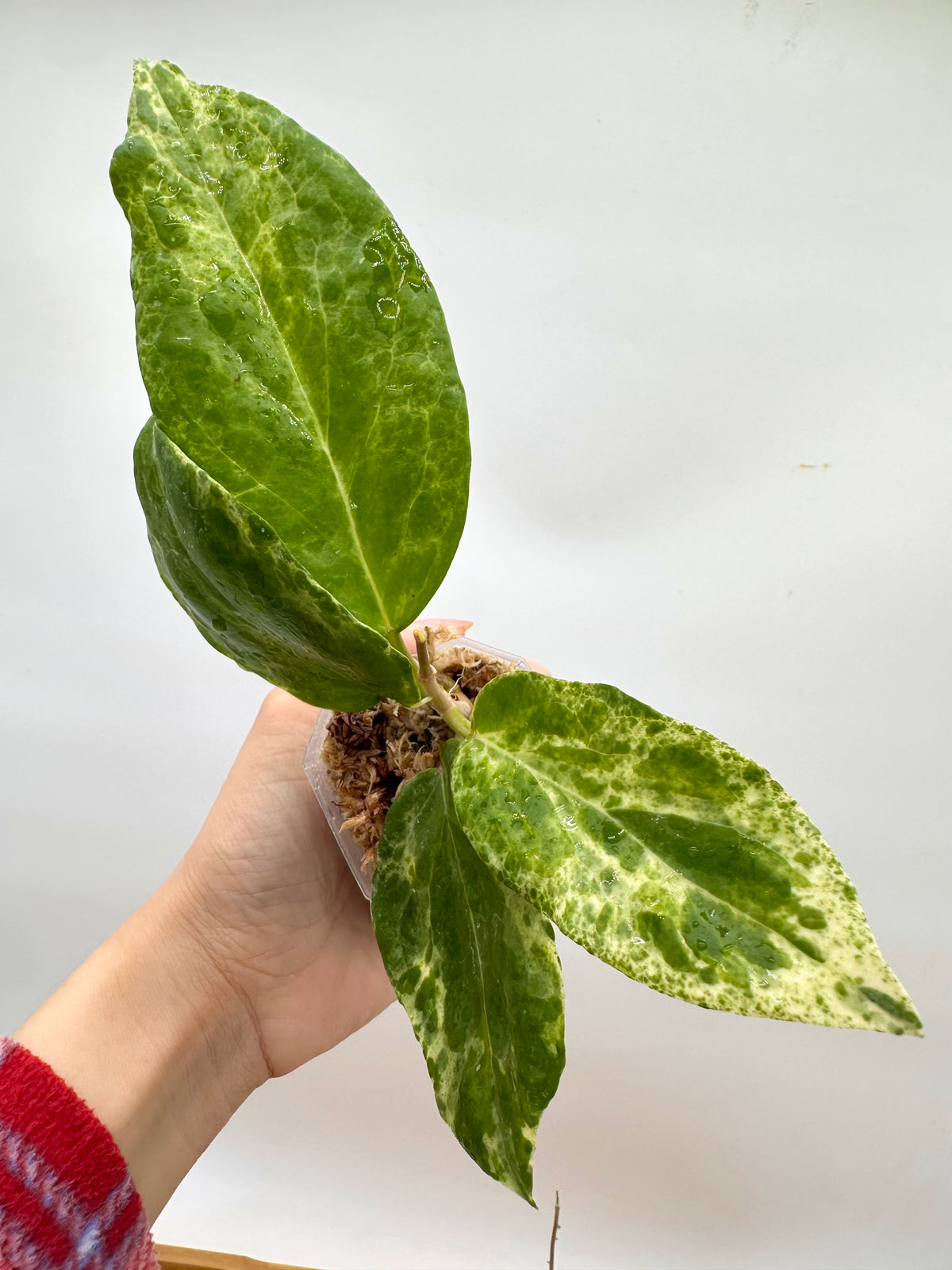 Hoya Cv Candy - Full Plant