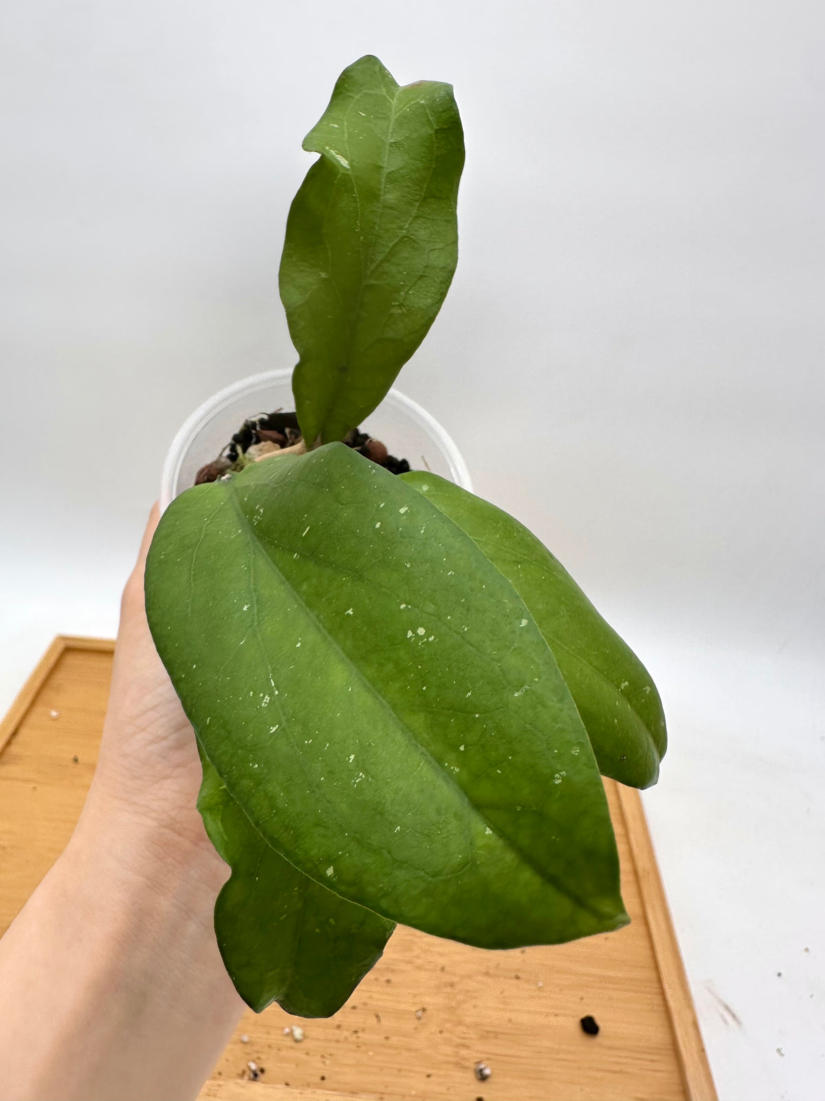 Hoya Erythrina ‘Bajo’