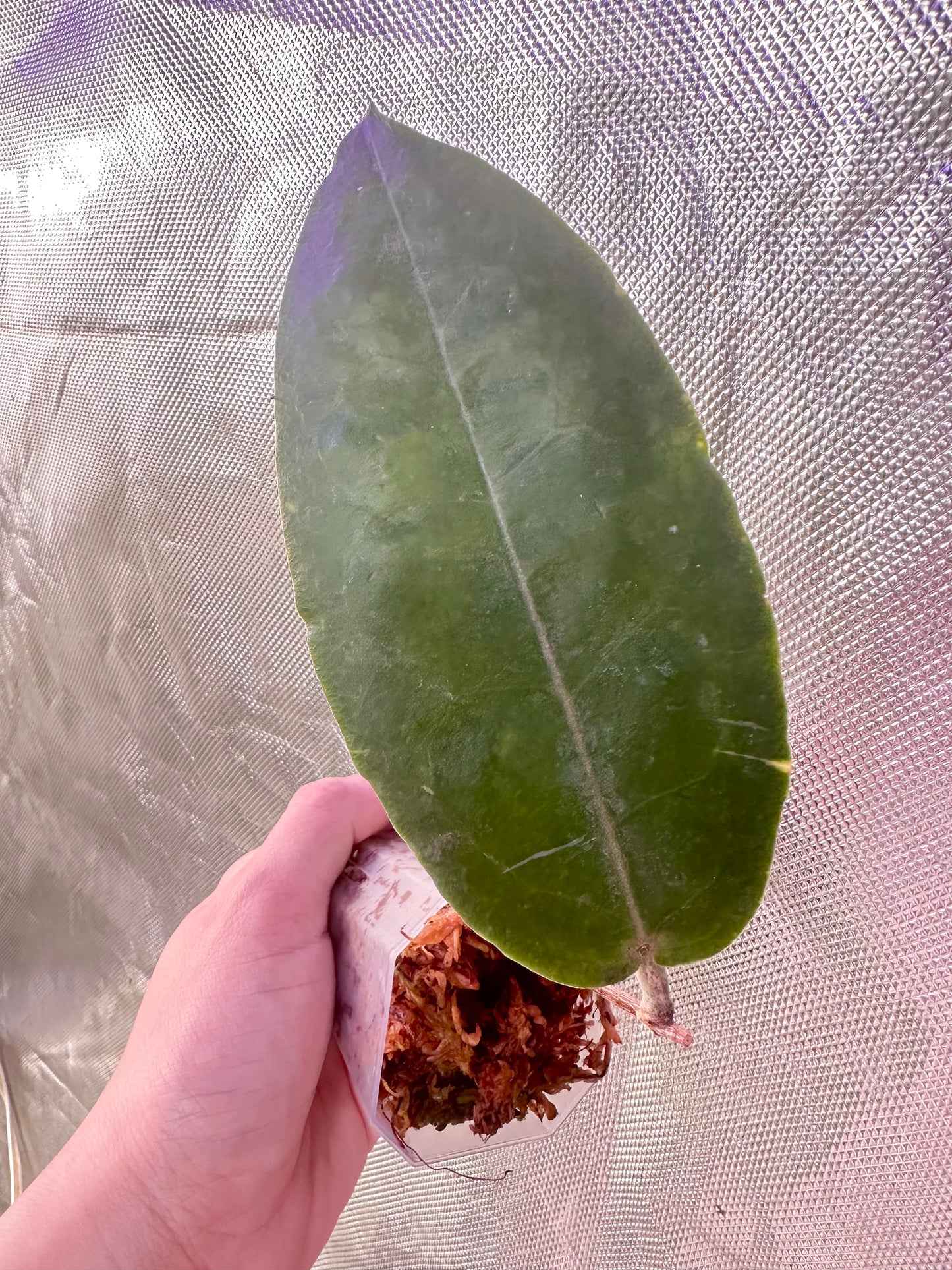 Hoya Versteegii