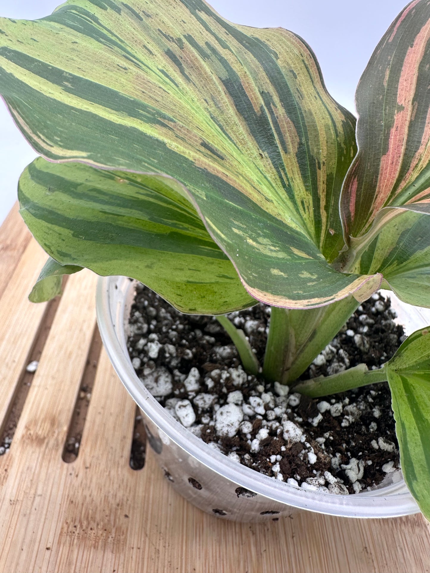 Thanksgiving Sales - Variegated Kaempferia