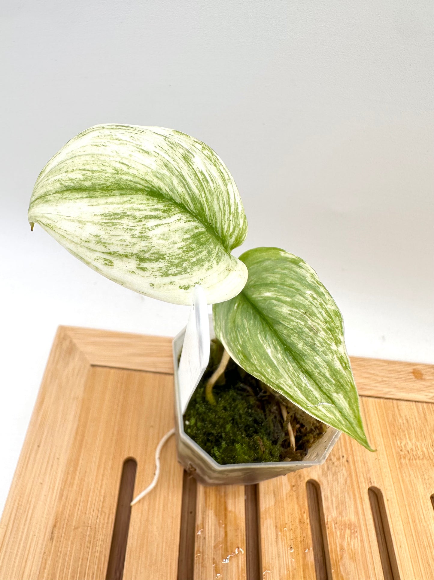 Scindapsus Super Star 039