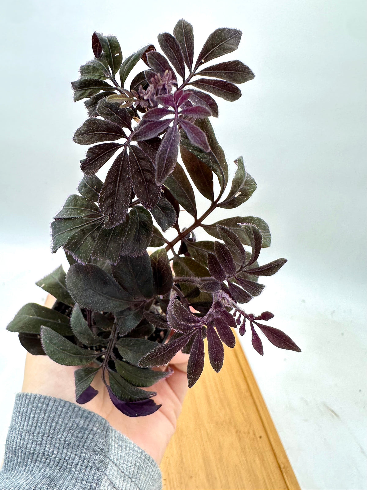 Solanum Uleanum