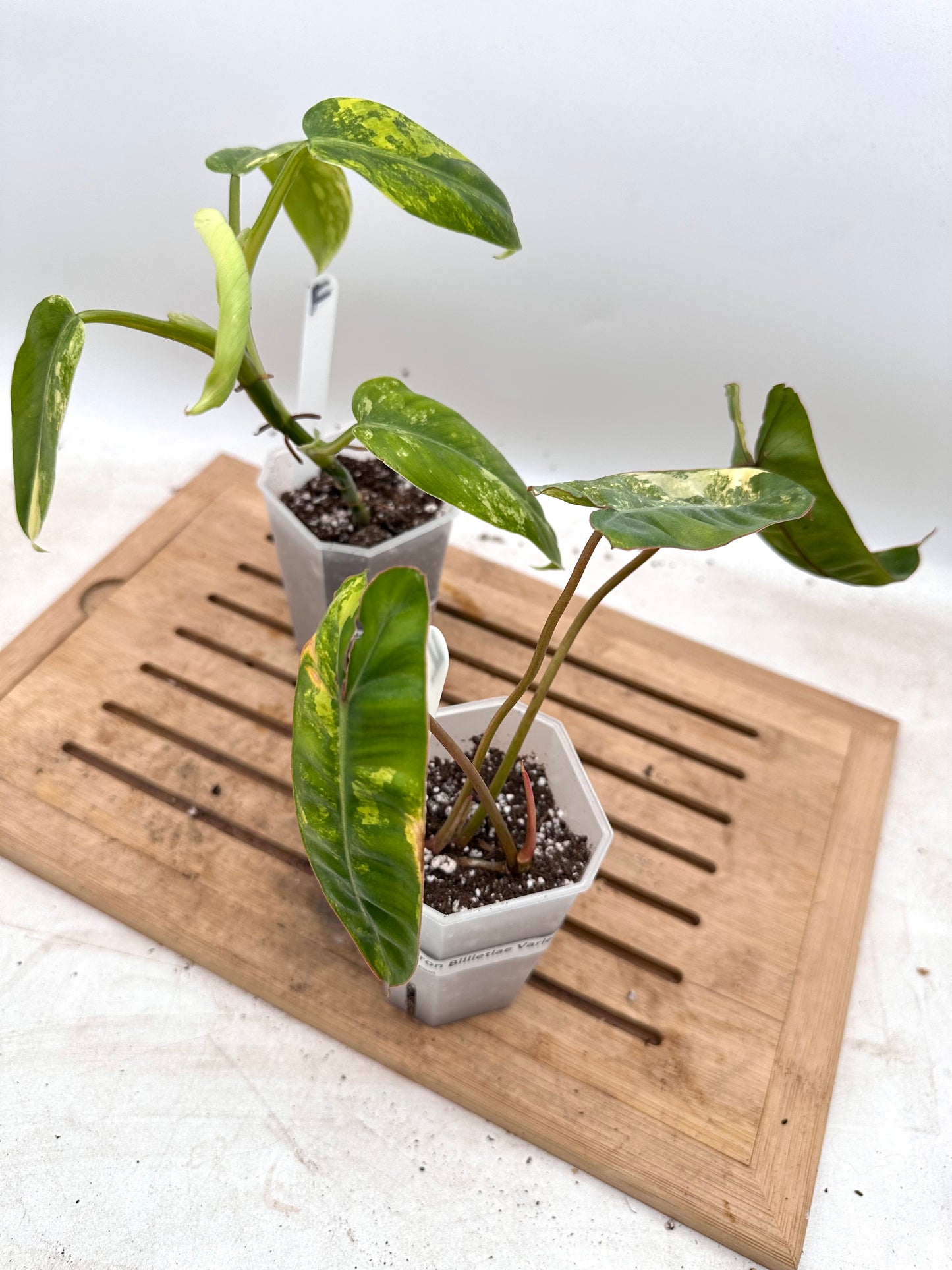 Combo Sale - Philodendron Billietiae Variegated & Domesticum Variegated