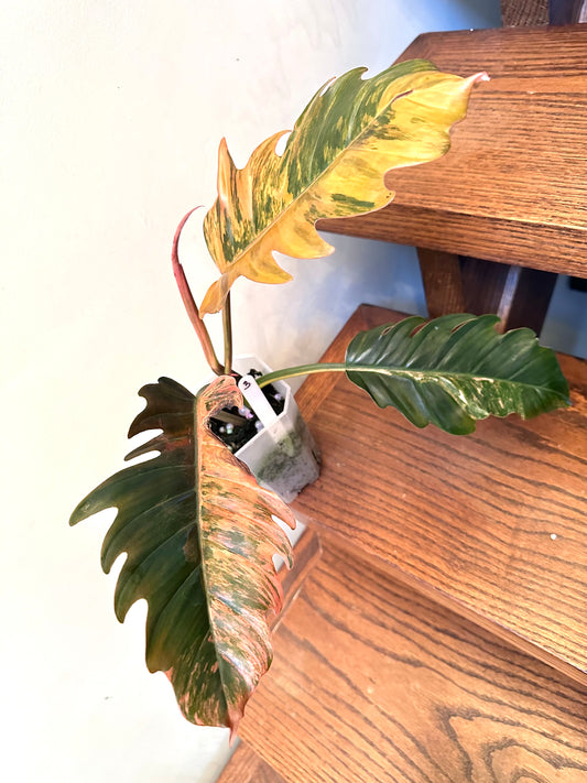 Philodendron Caramel Marble 03 - Grown From Top Cutting