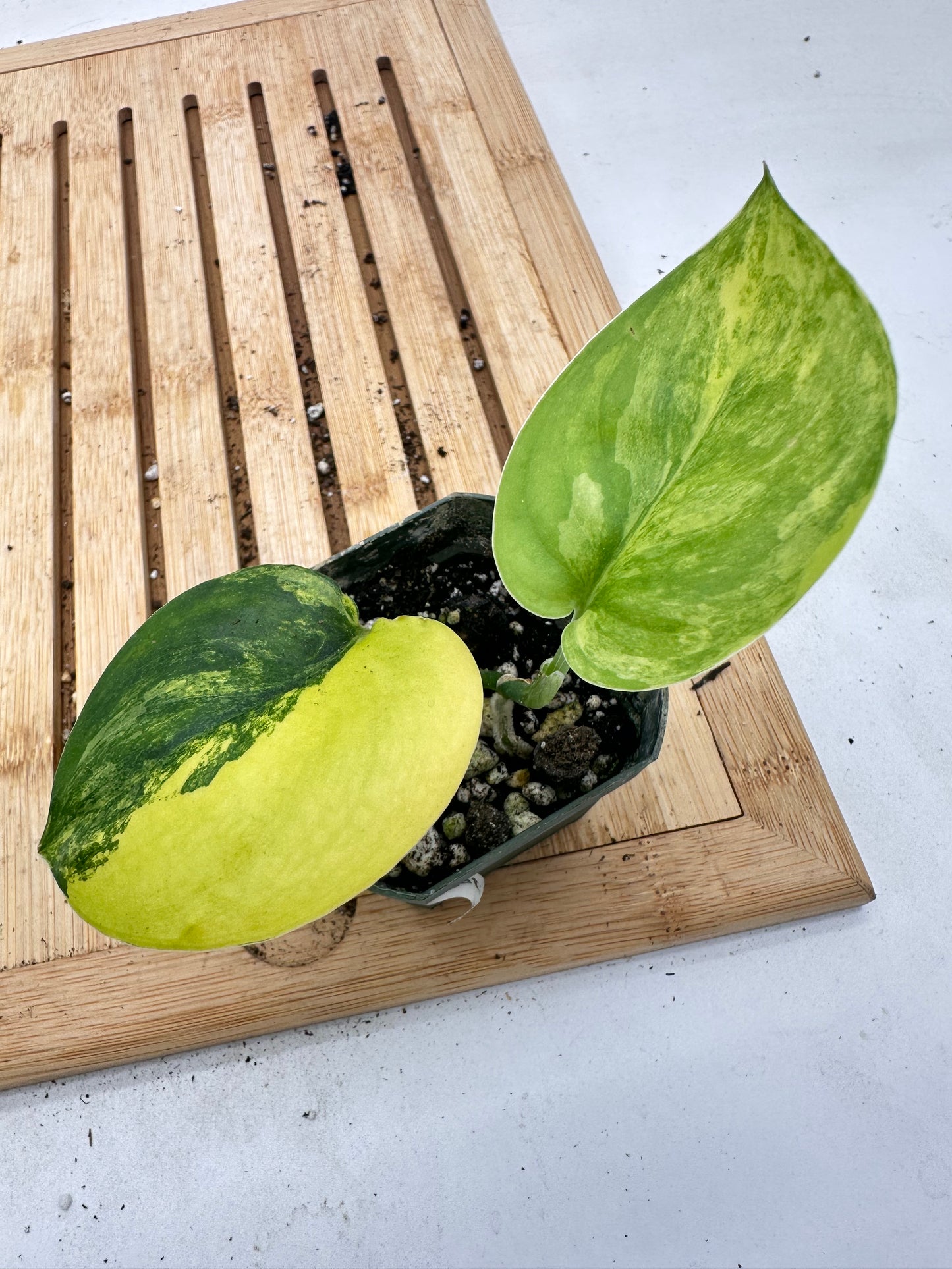 Thanksgiving Sales - 
Variegated Scindapsus Jade Satin