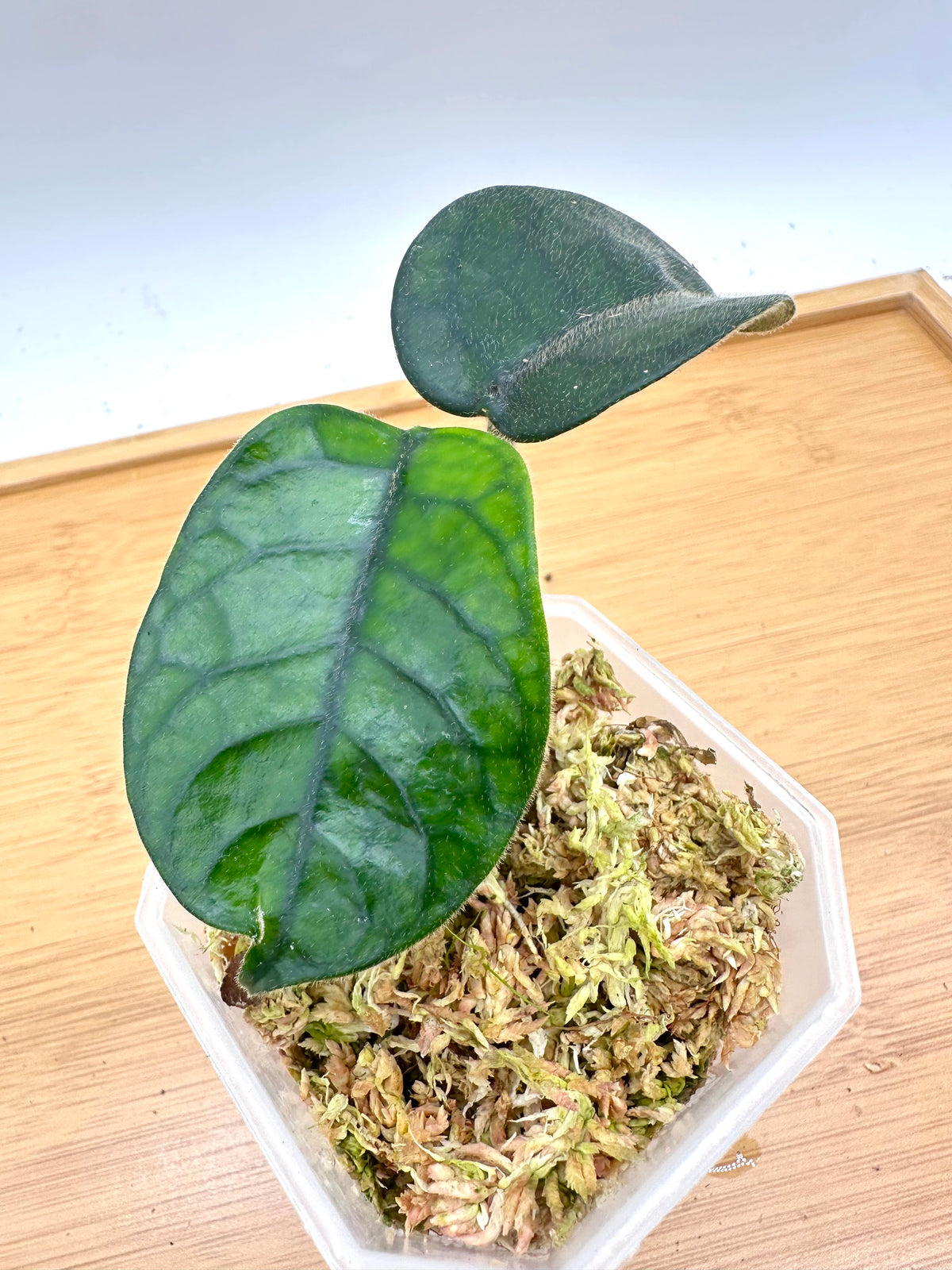 Hoya Villosa ‘Cao Bang’