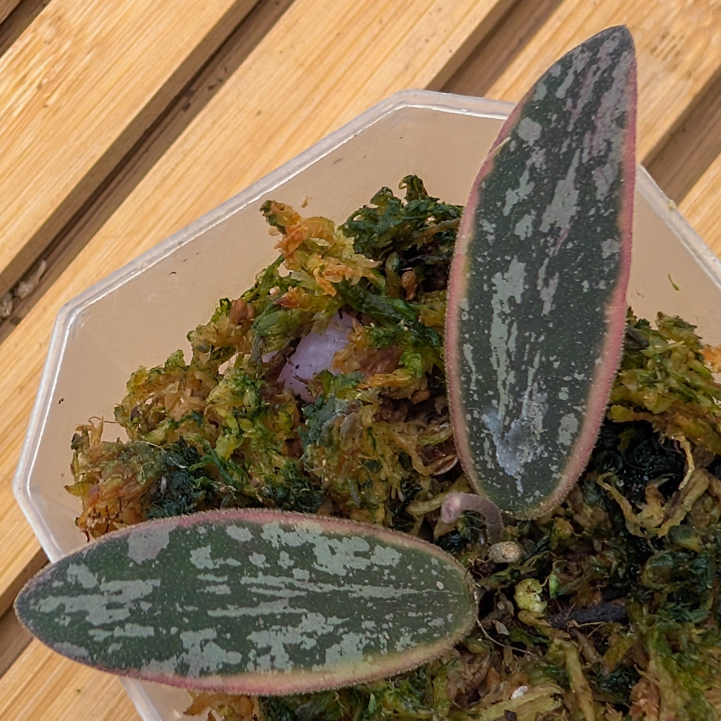 Hoya Sigillatis Outer Variegated - New Growth