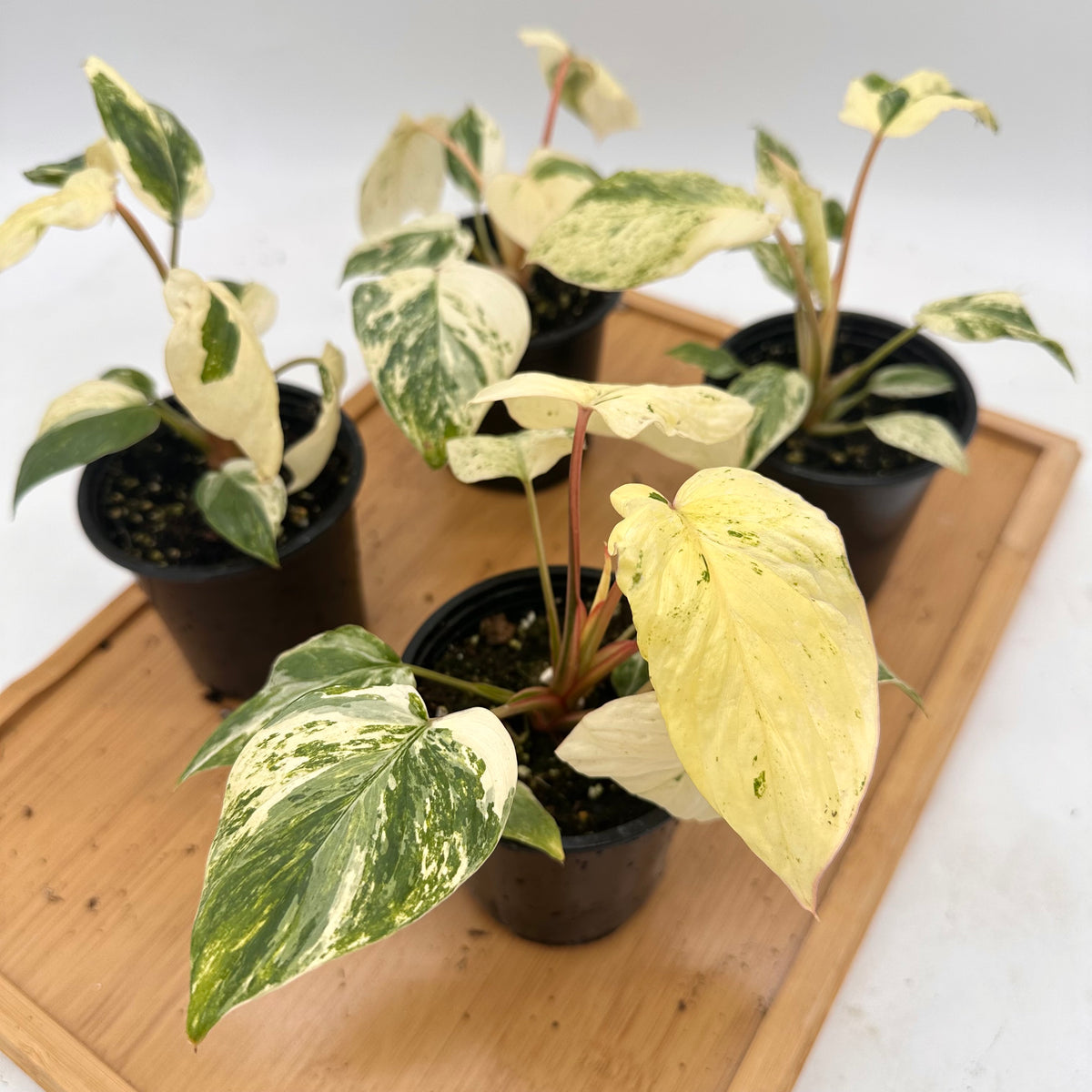 *October Sale - Homalonema Rubescens Variegated