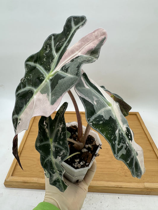 Alocasia Amazonica Polly Albo Pink Variegated CORM