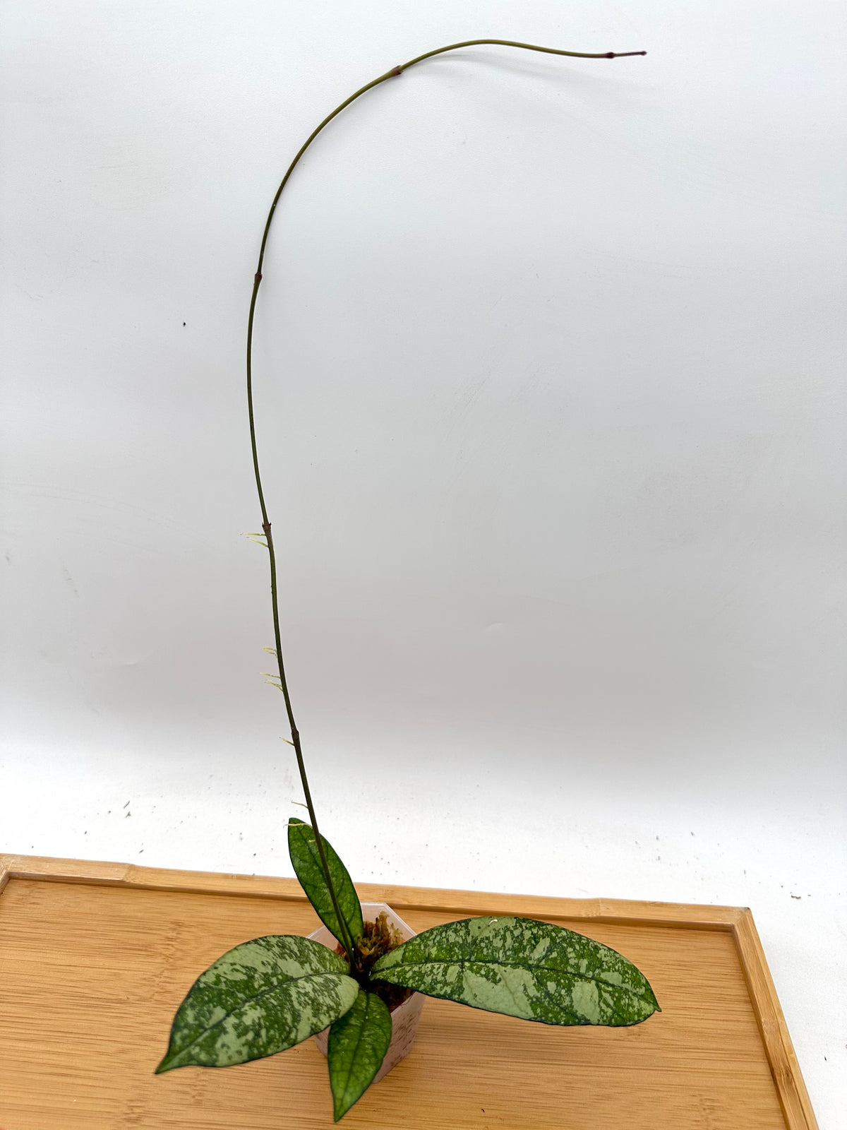Hoya Crassipetiolata Splash