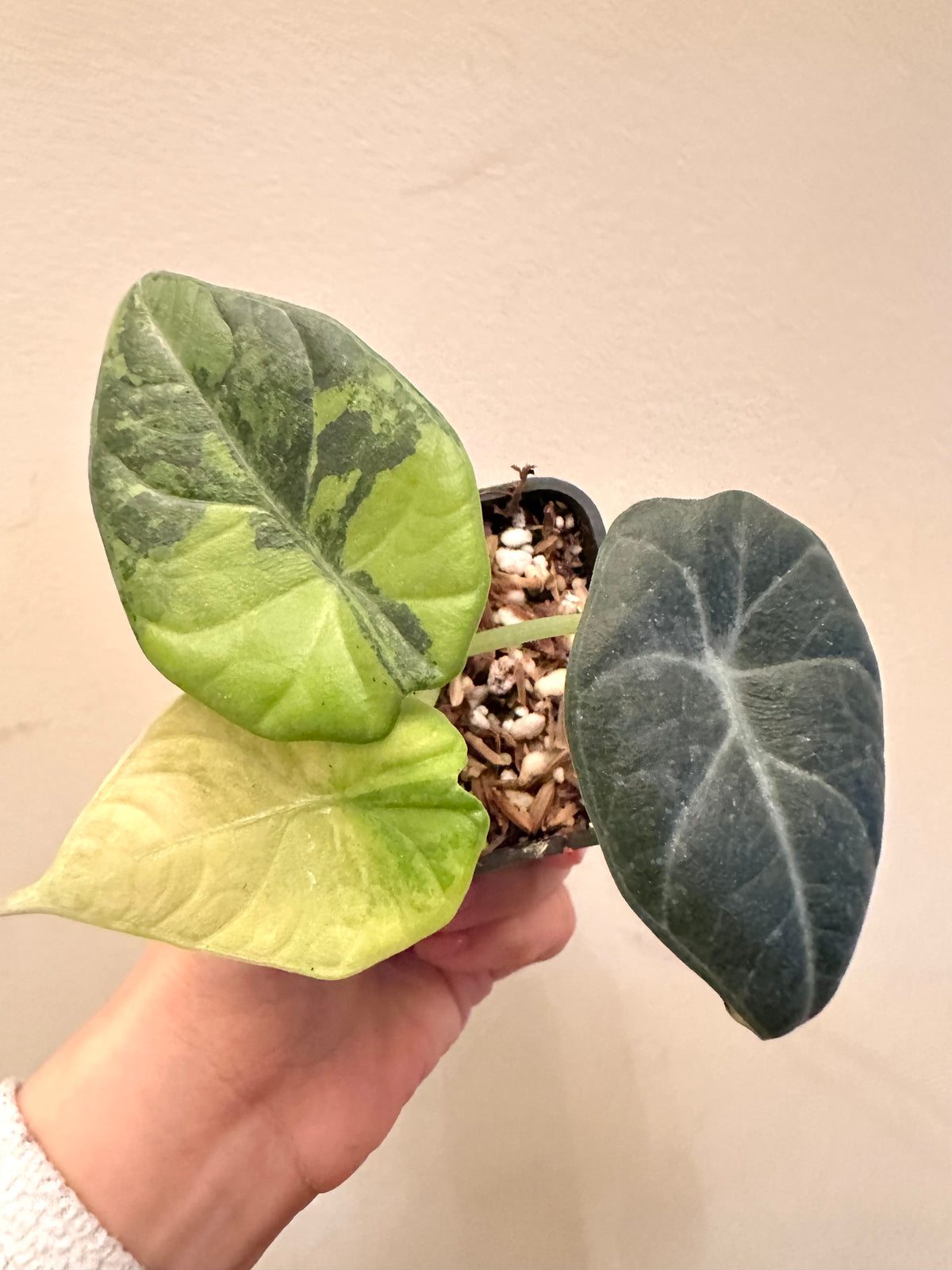 Alocasia Maharini Golden Like Variegated
