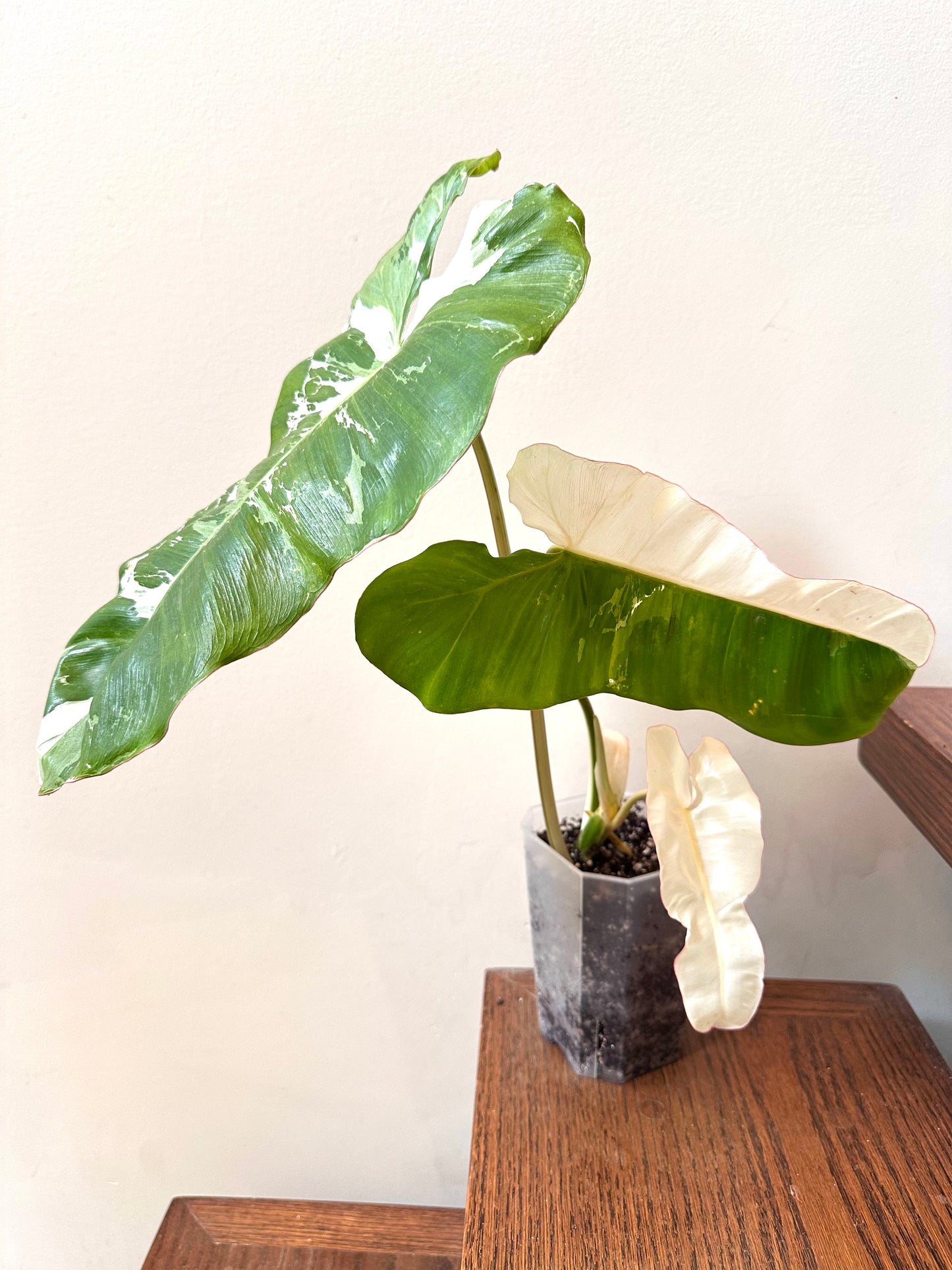 Philodendron Paraiso Verde Albo Variegated - Labour Day Sale ❤️‍🔥