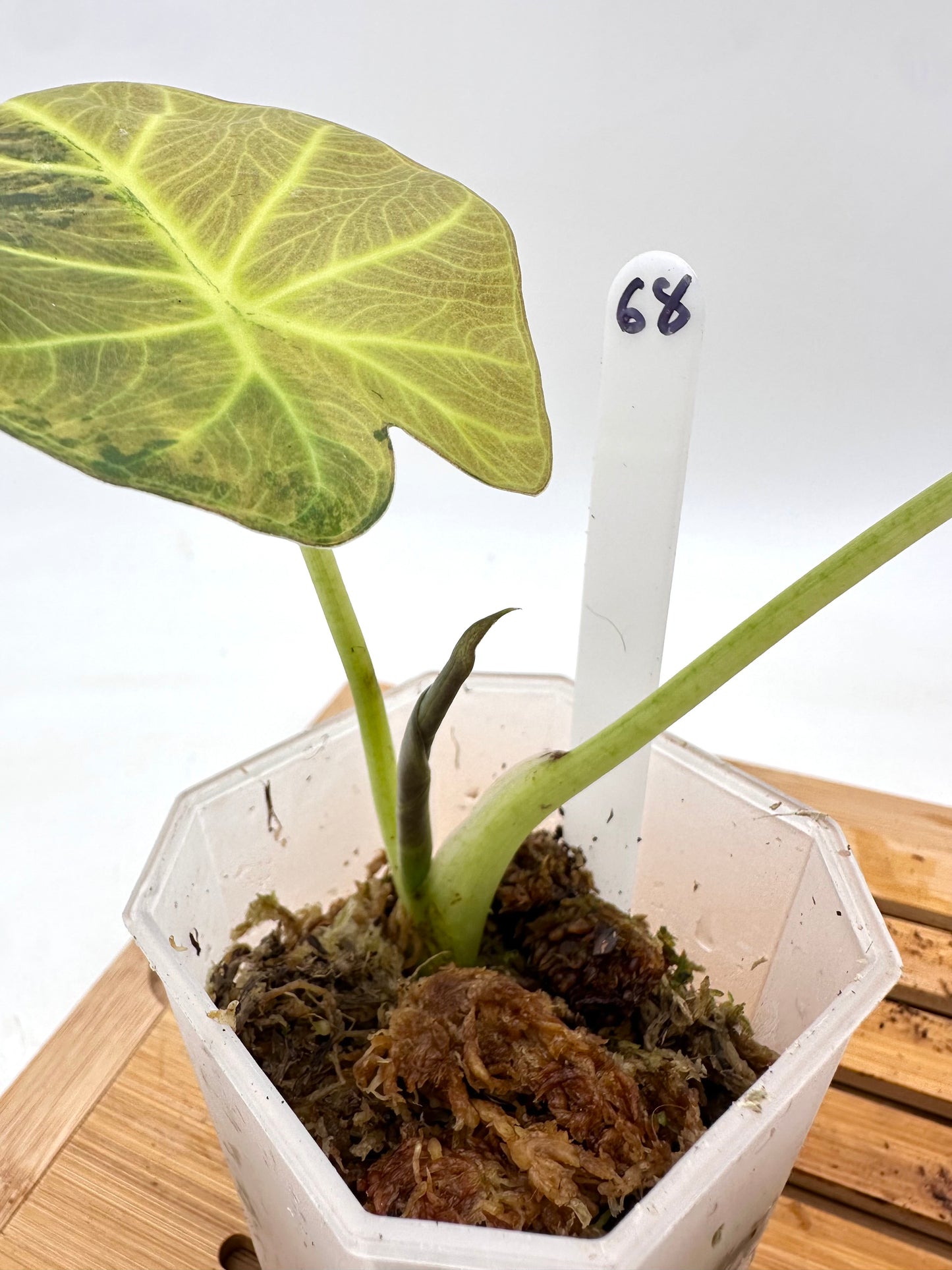Alocasia Regal Shields Aurea Variegated 068