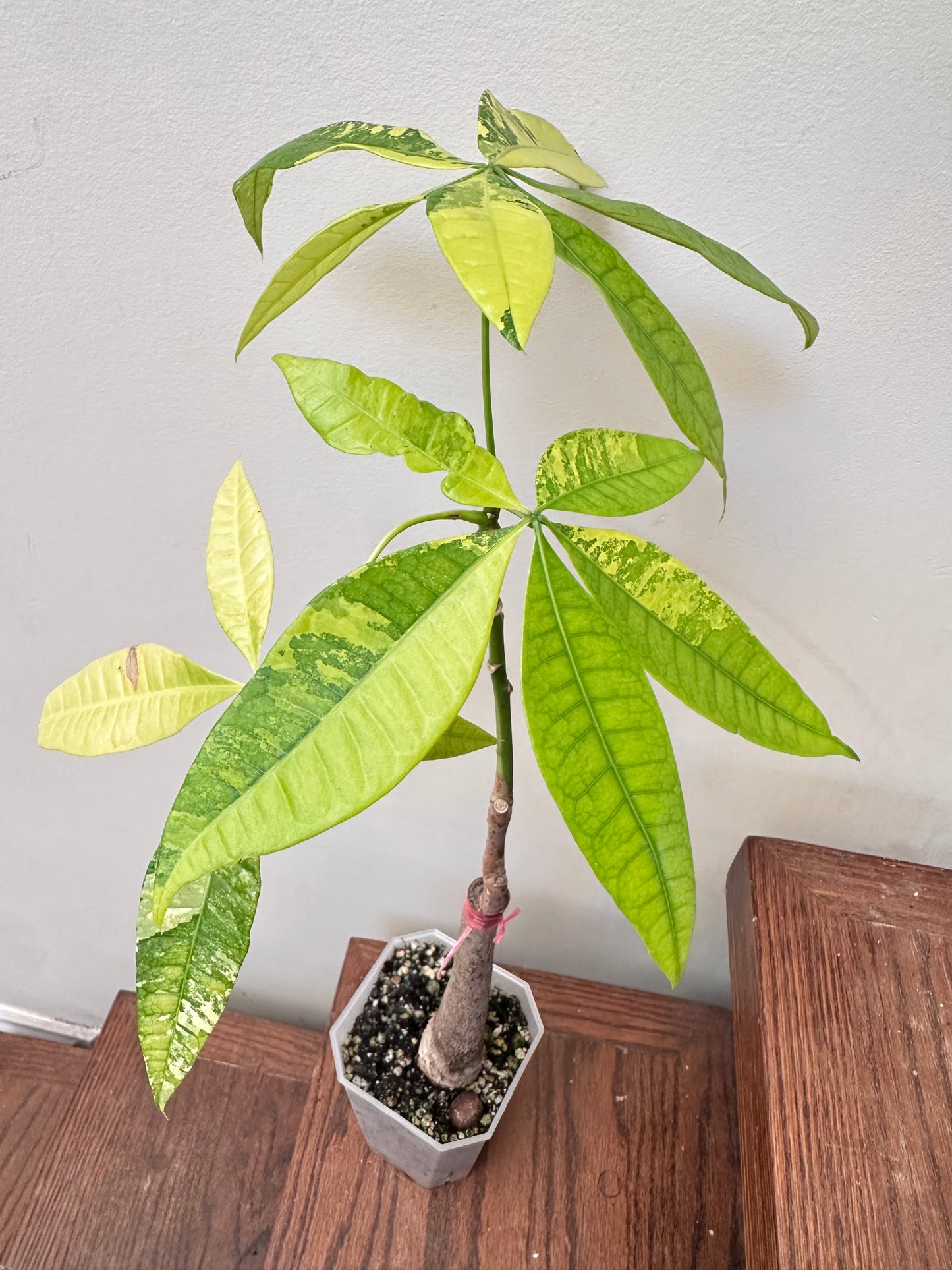 Money Tree Aurea Variegated