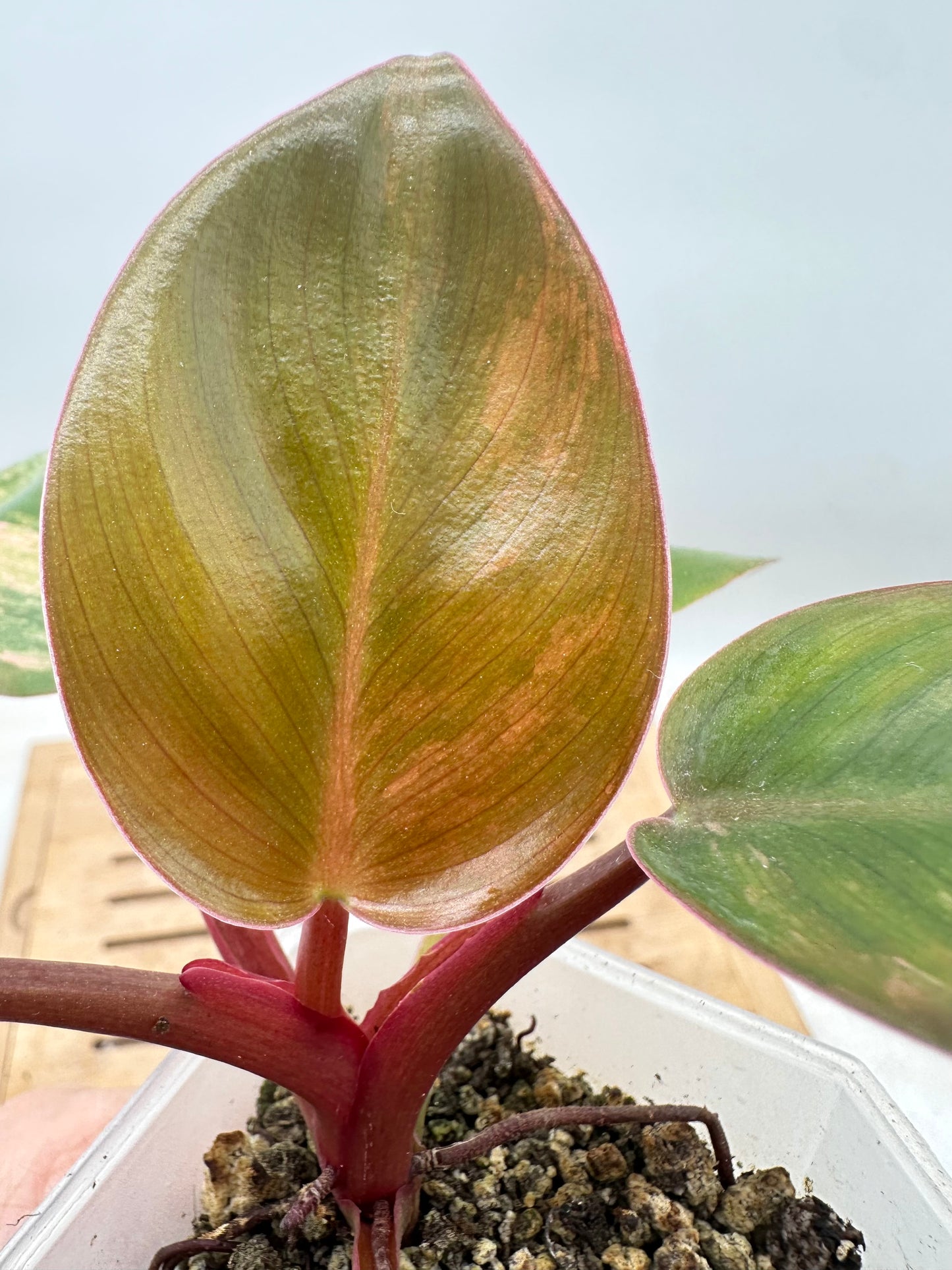 Philodendron Red Congo Variegated - Clearance Sale 💚