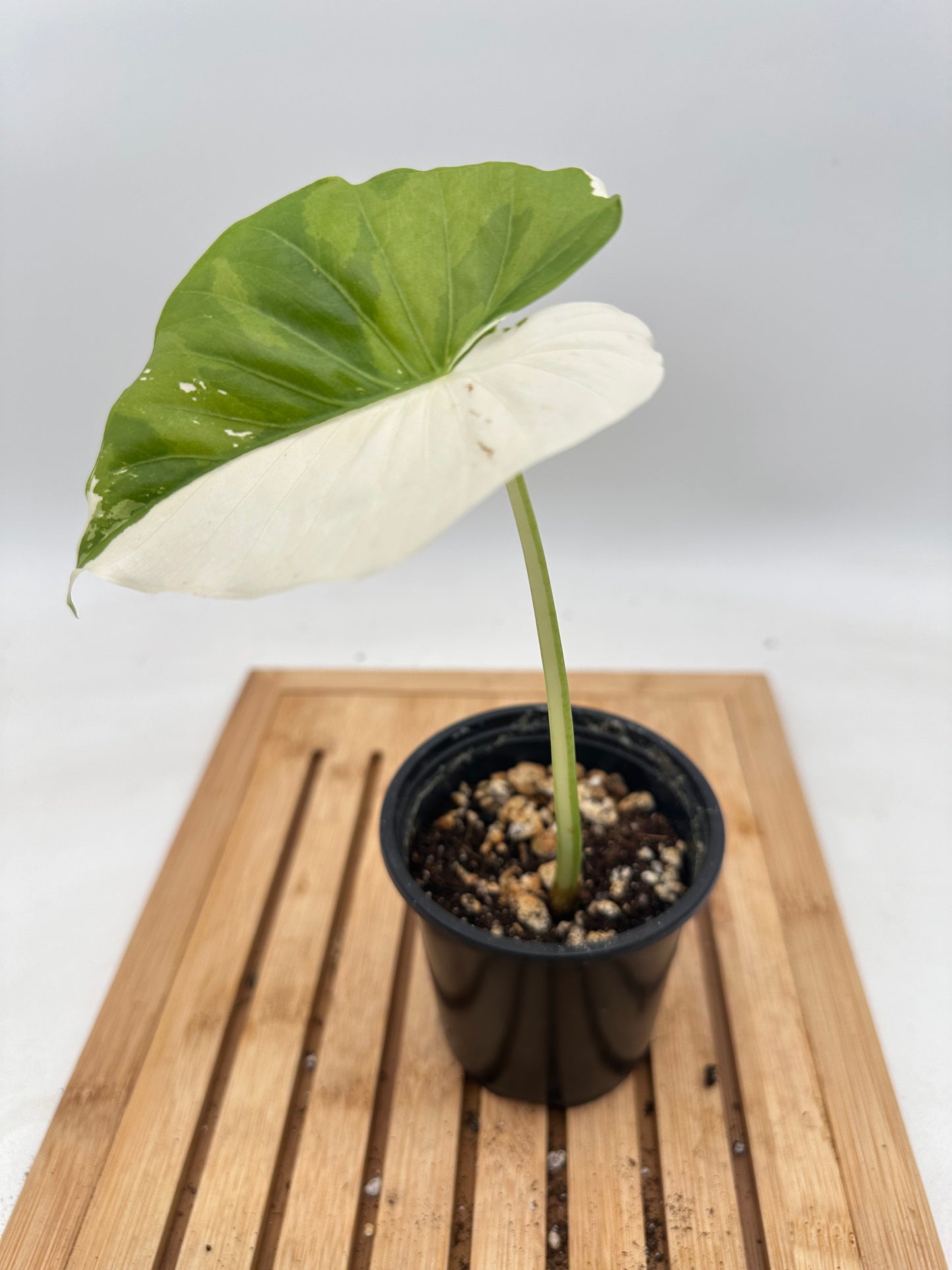 Alocasia Okinawa Silver Variegated