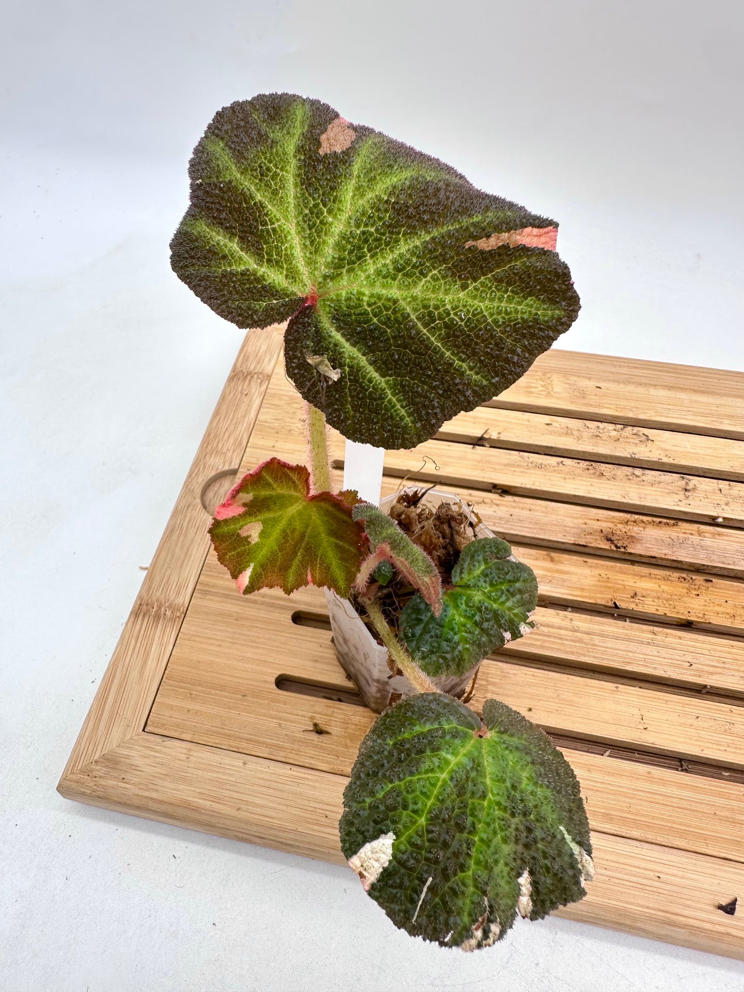 Begonia Soli Mutata Pink Variegated