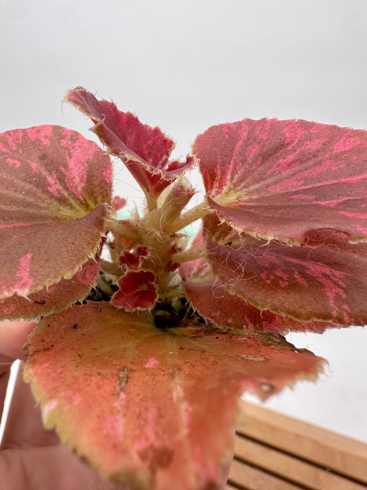 Begonia Semperflorens Red Variegated A - Multiple Growths