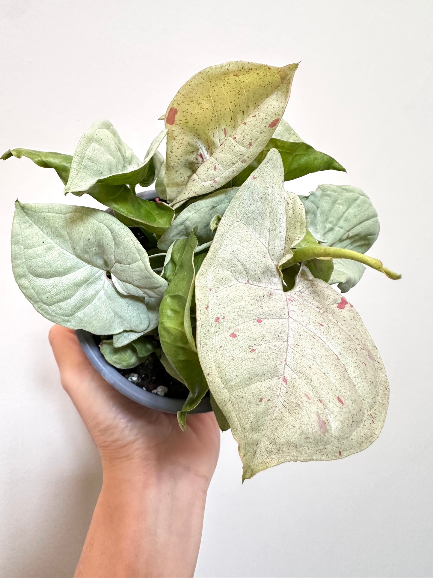 Syngonium Milk Confetii (4” Pot)