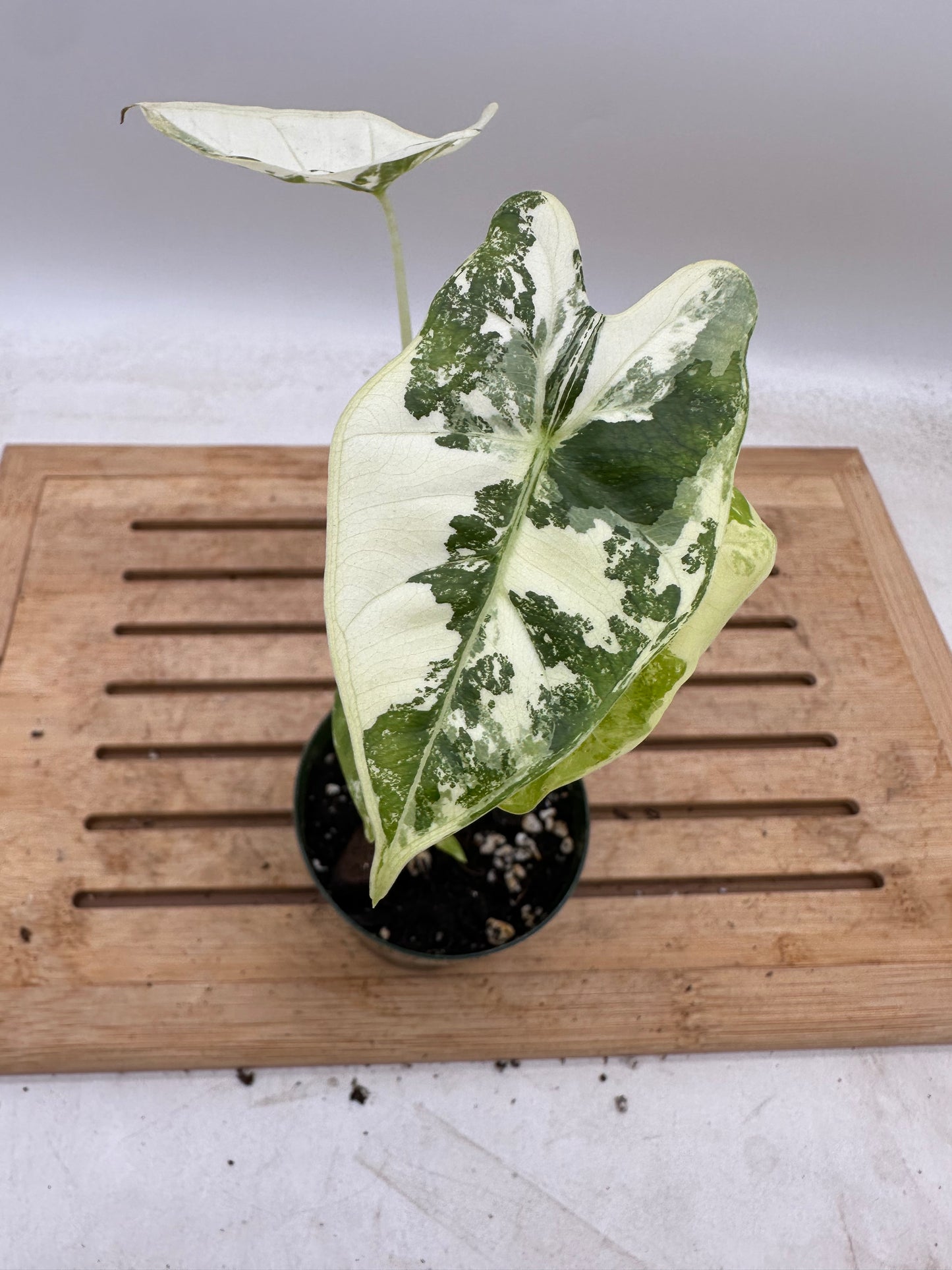 Alocasia Frydek Albo - 3 growths - August Sale