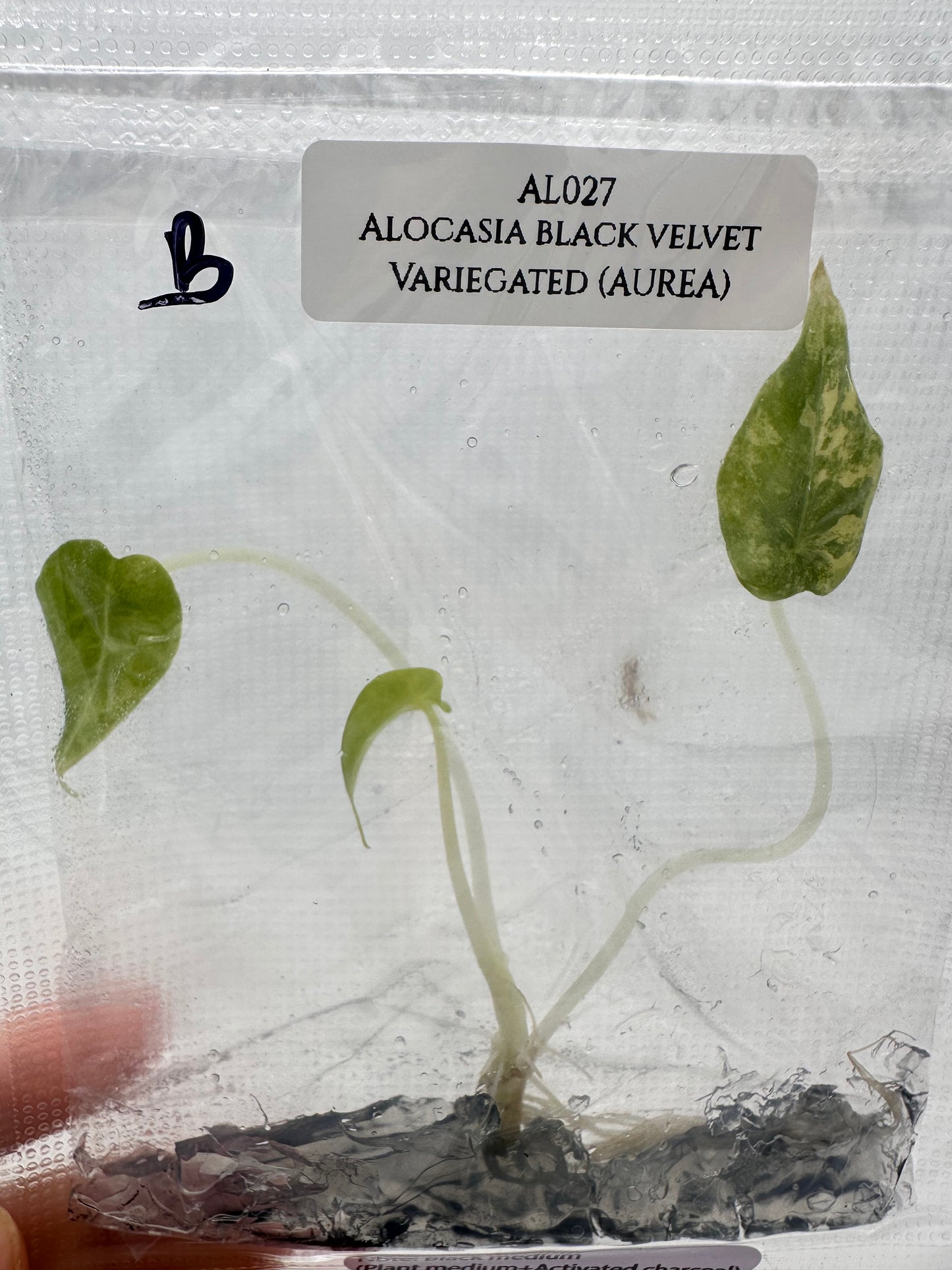 Tissue Culture - Alocasia Black Velvet Aurea Variegated - Gold