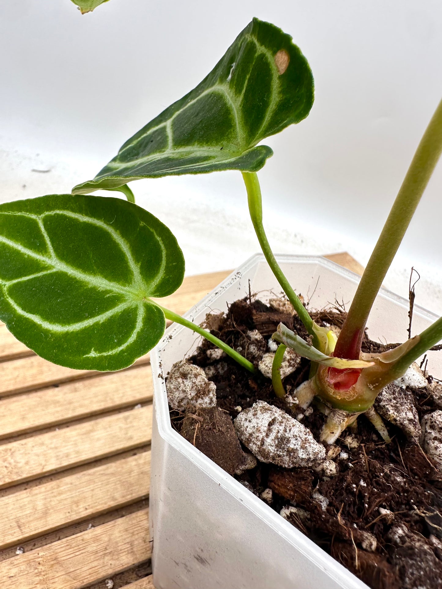 Anthurium Crystallinum Turtle - has extra baby plant