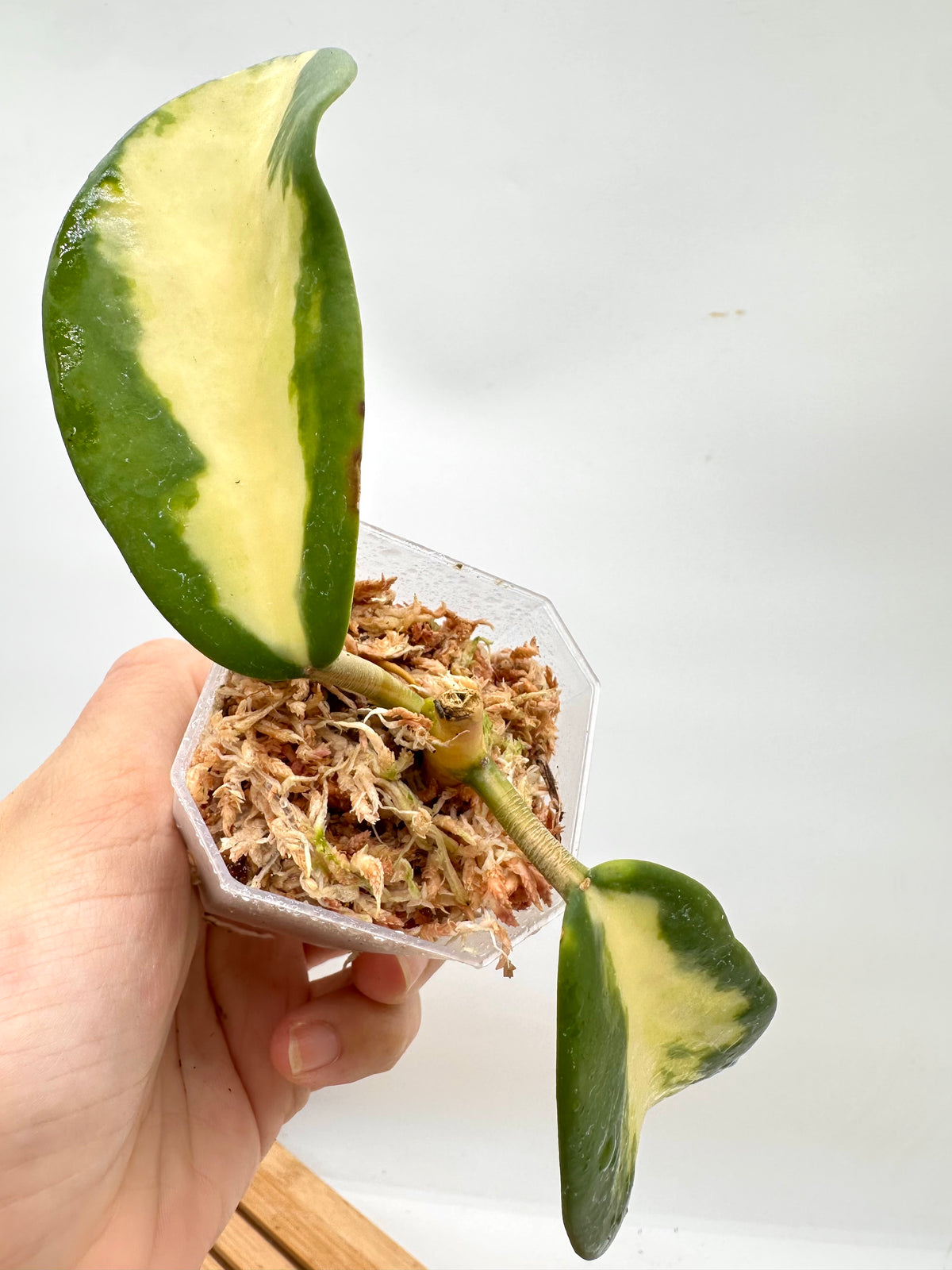 Hoya Diversifolia ‘Maharini’