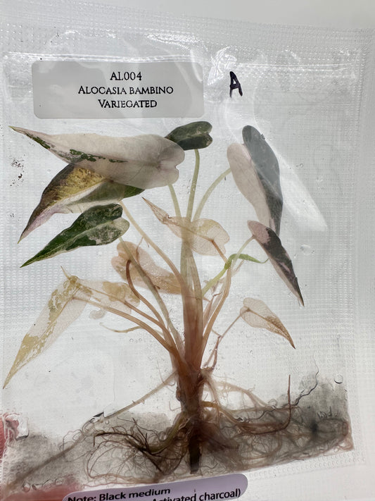 Tissue Culture - Alocasia Bambino Pink Variegated