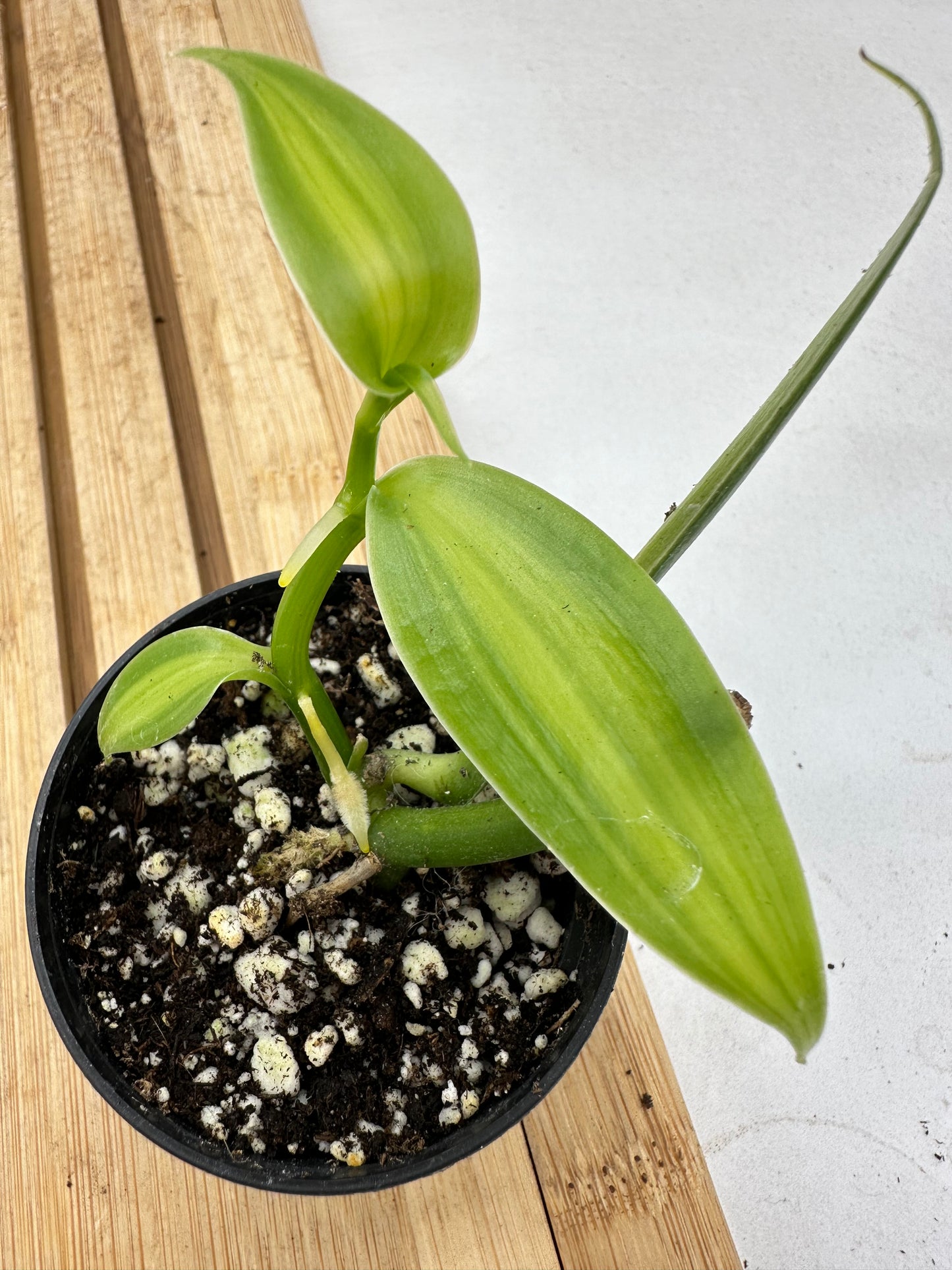 Variegated Orchid Vanilla