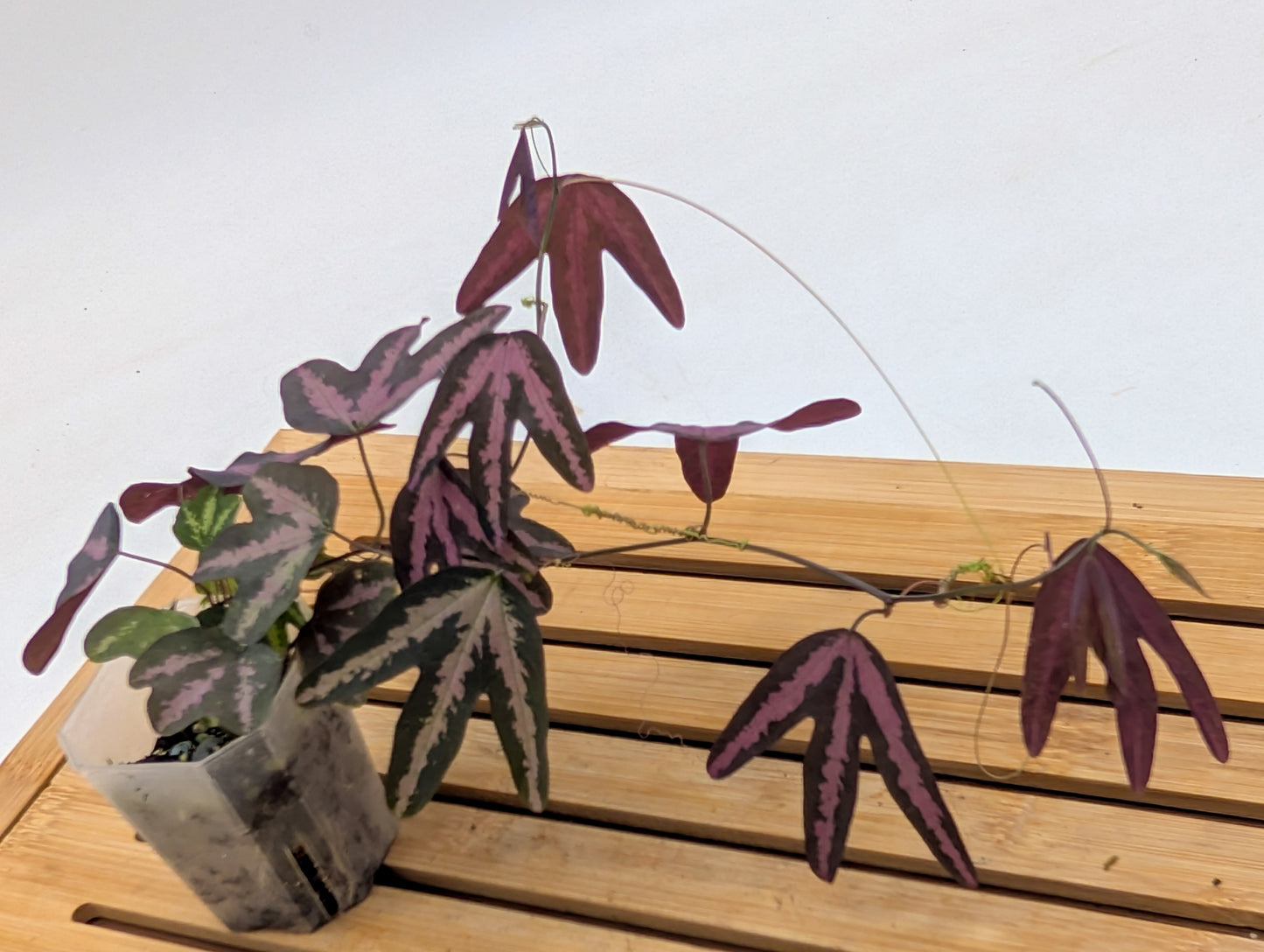 Passiflora Trifasciata Purple - Multiple plants in pot
